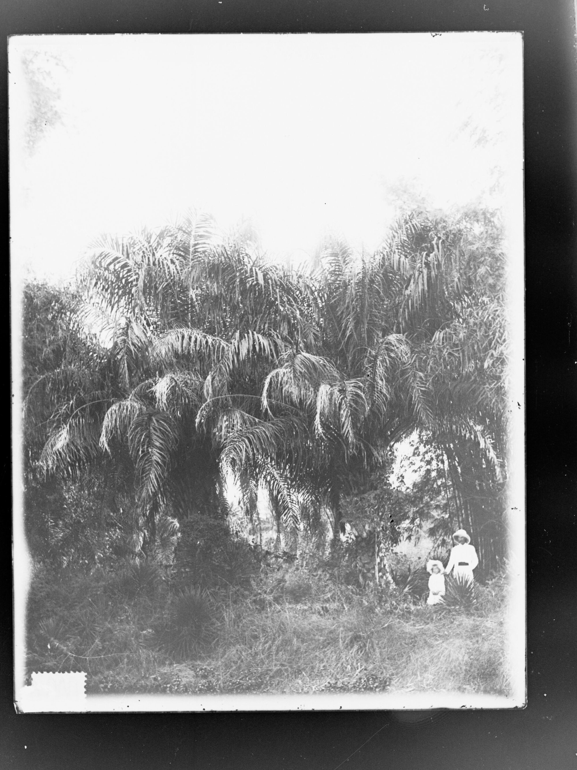 African Oil Palms, Northern Territory