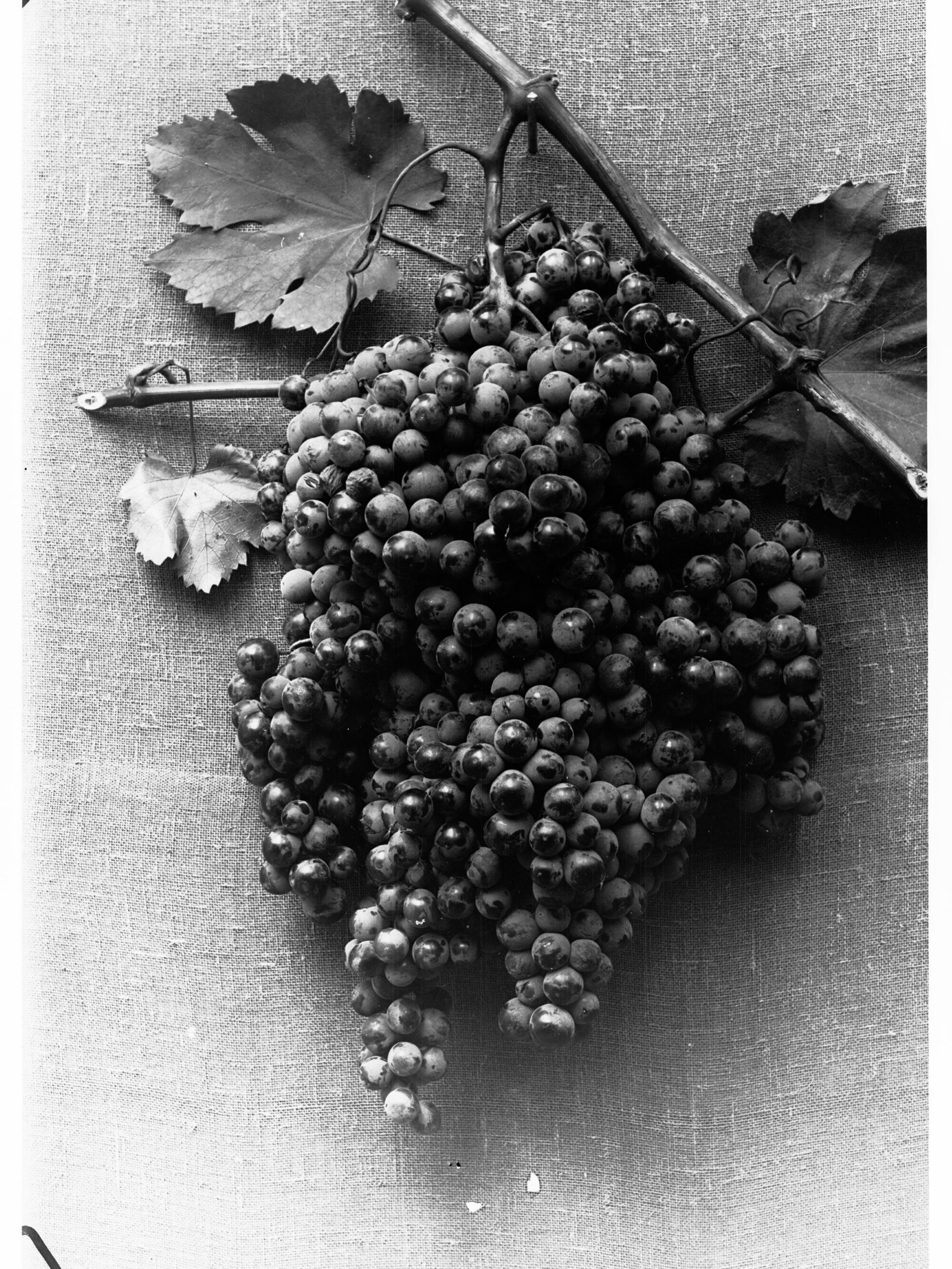 Grapes