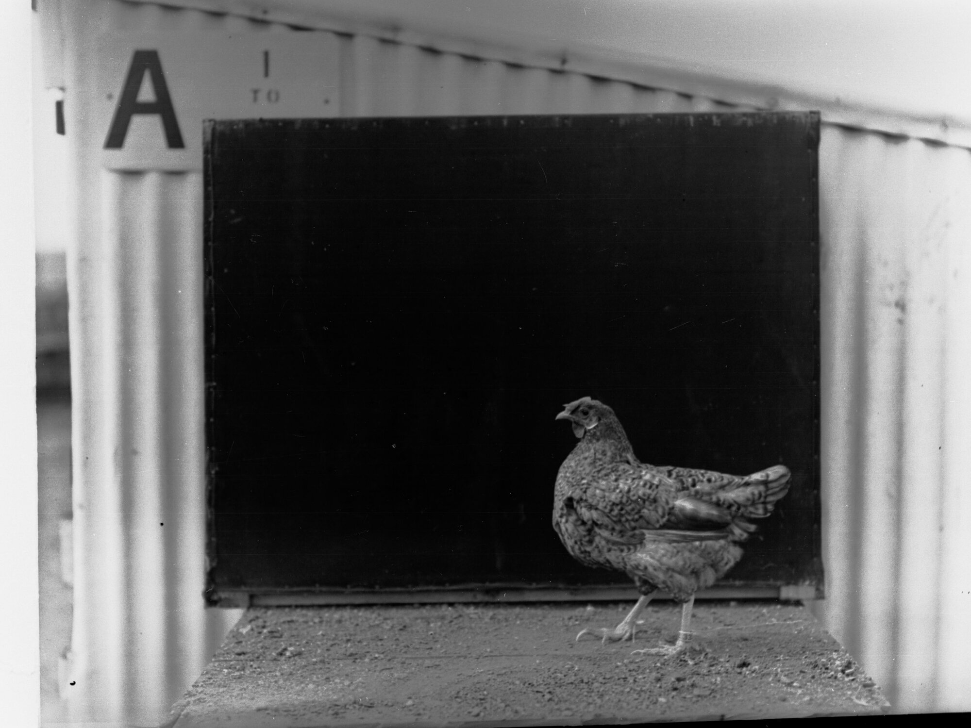 Hen at Parafield Poultry Farm