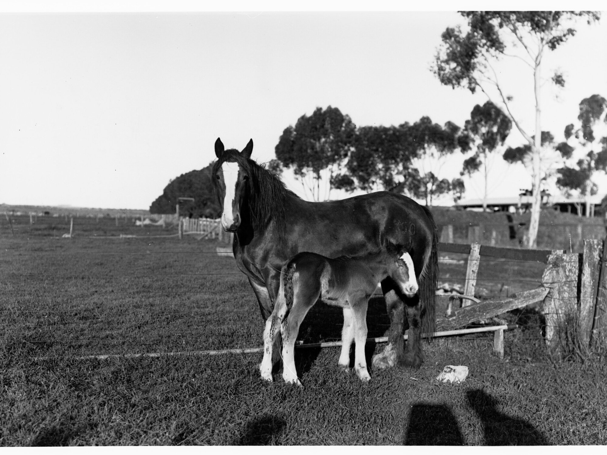 Horse and Foal, Roseworthy