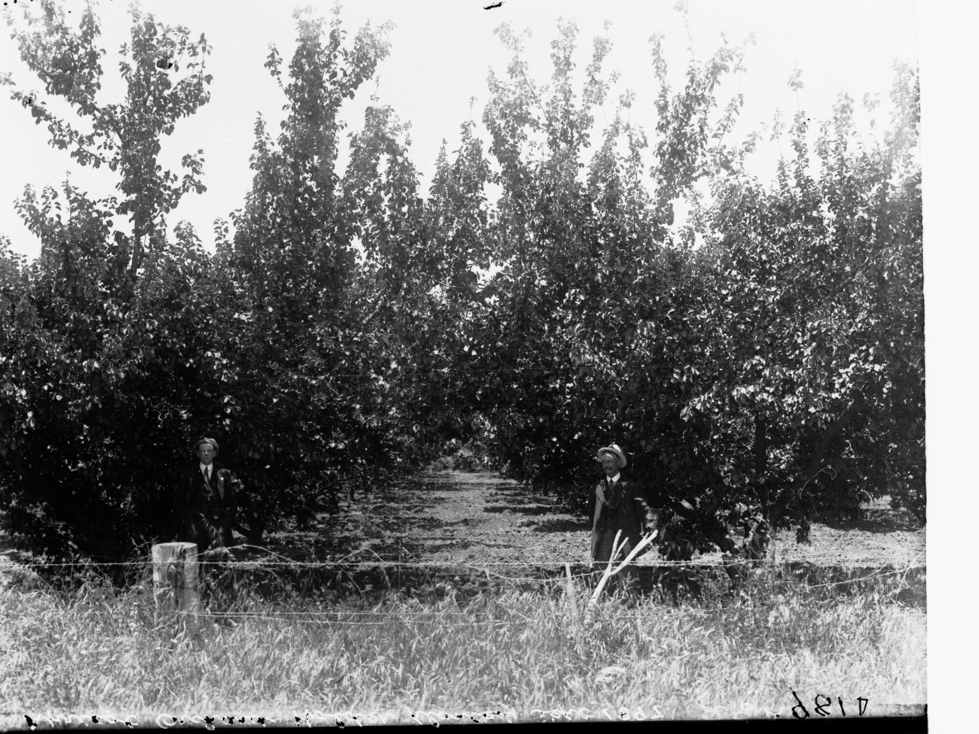 Apricot orchard at Holder, planted September 1897