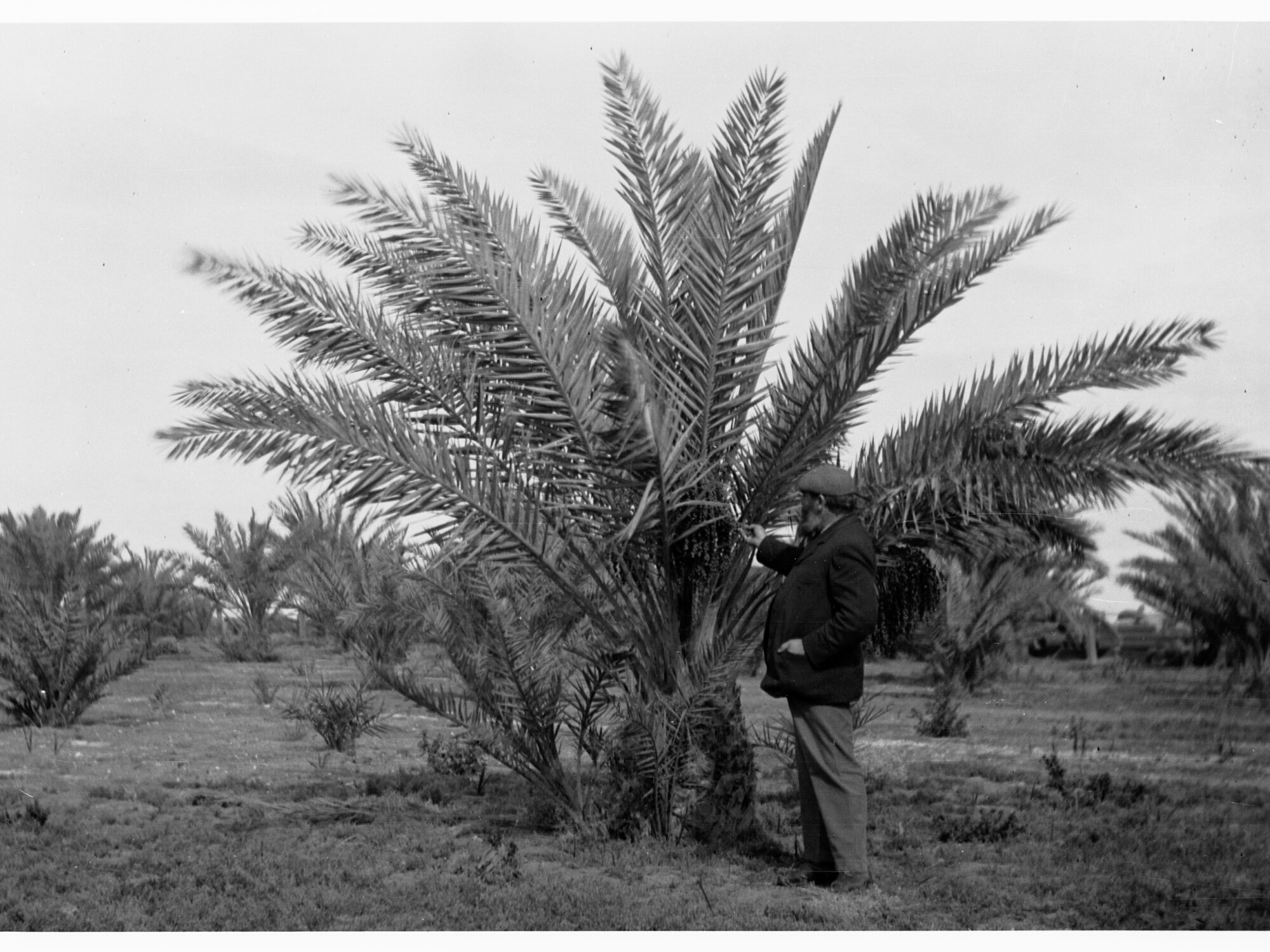 Man inspecting palm tree