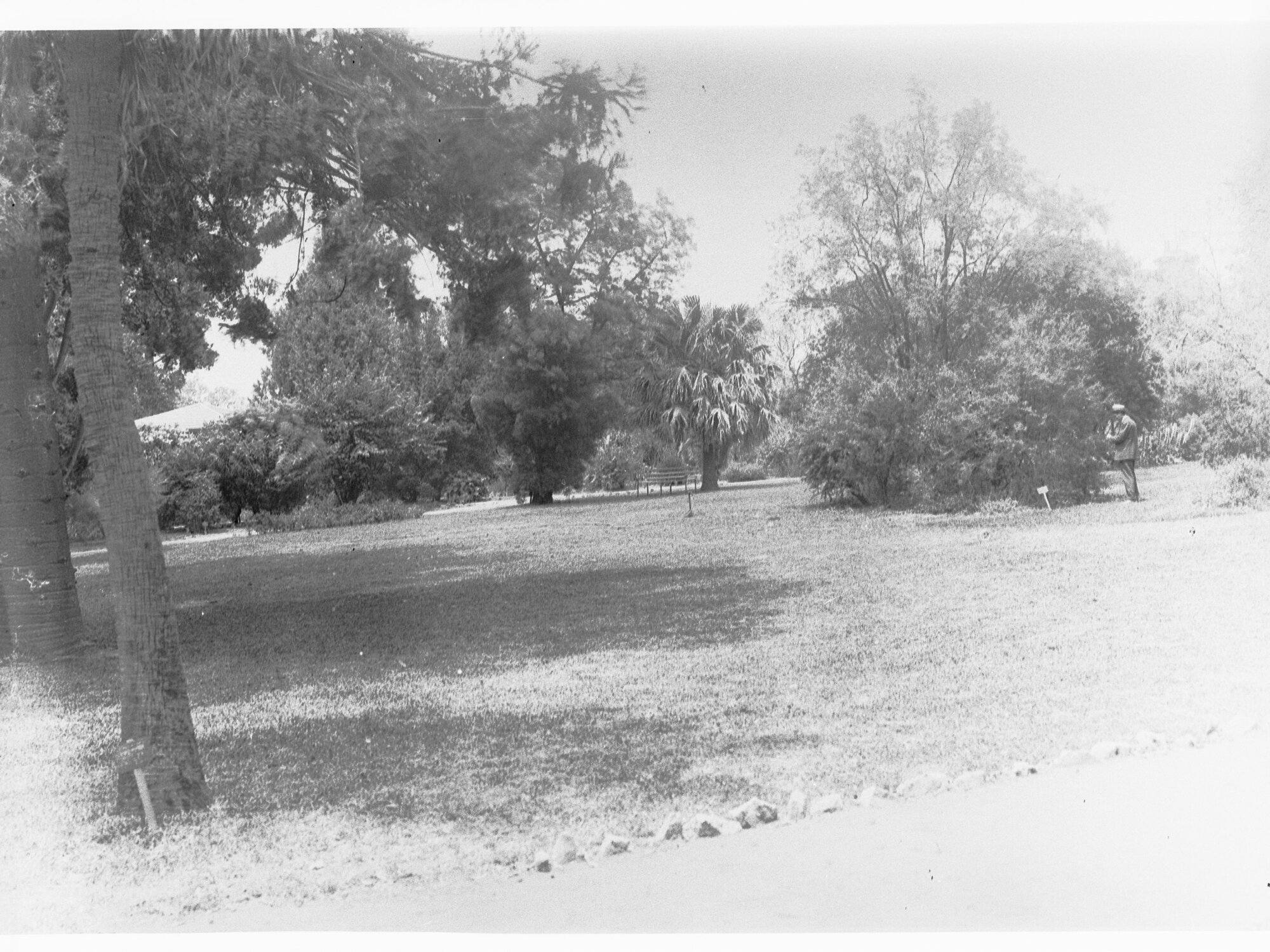 Park showing a man examining a tree - possibly Botanical gardens