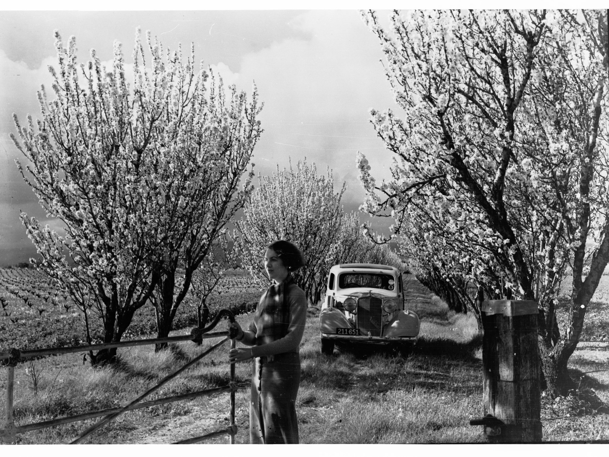 Blossom Orchard at Brighton Showing Women Near Gate and an Automobile