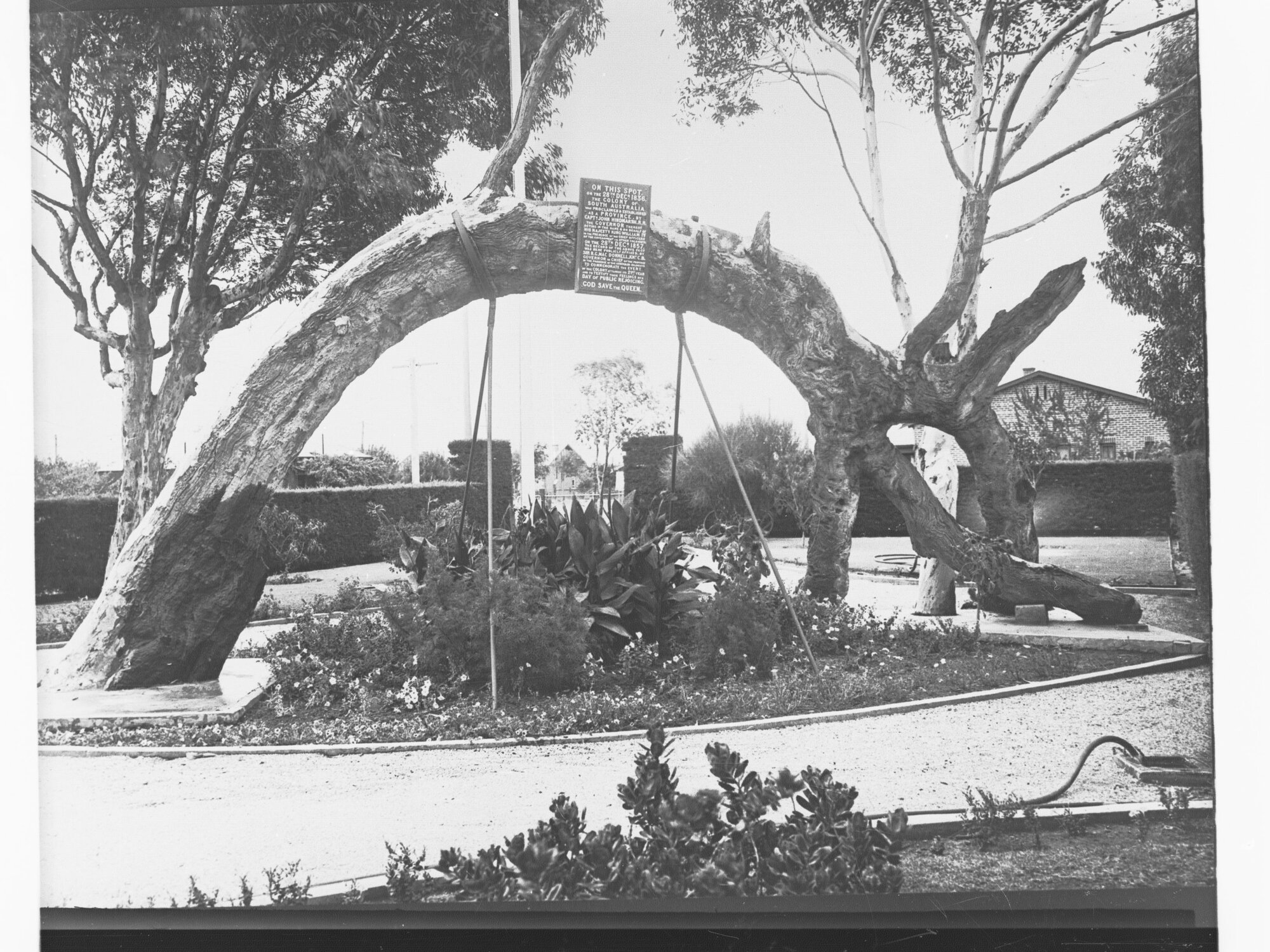 Old Gum Tree at Glenelg