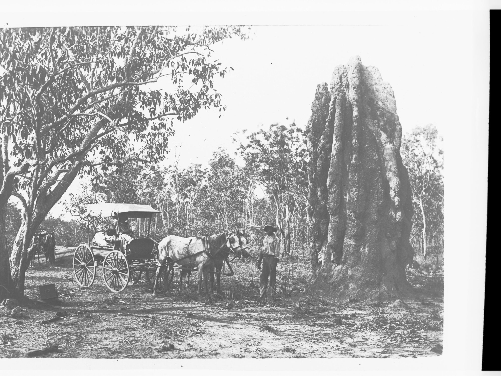 Man standing next to horse and carriage - near large ant hill - Northern Territory