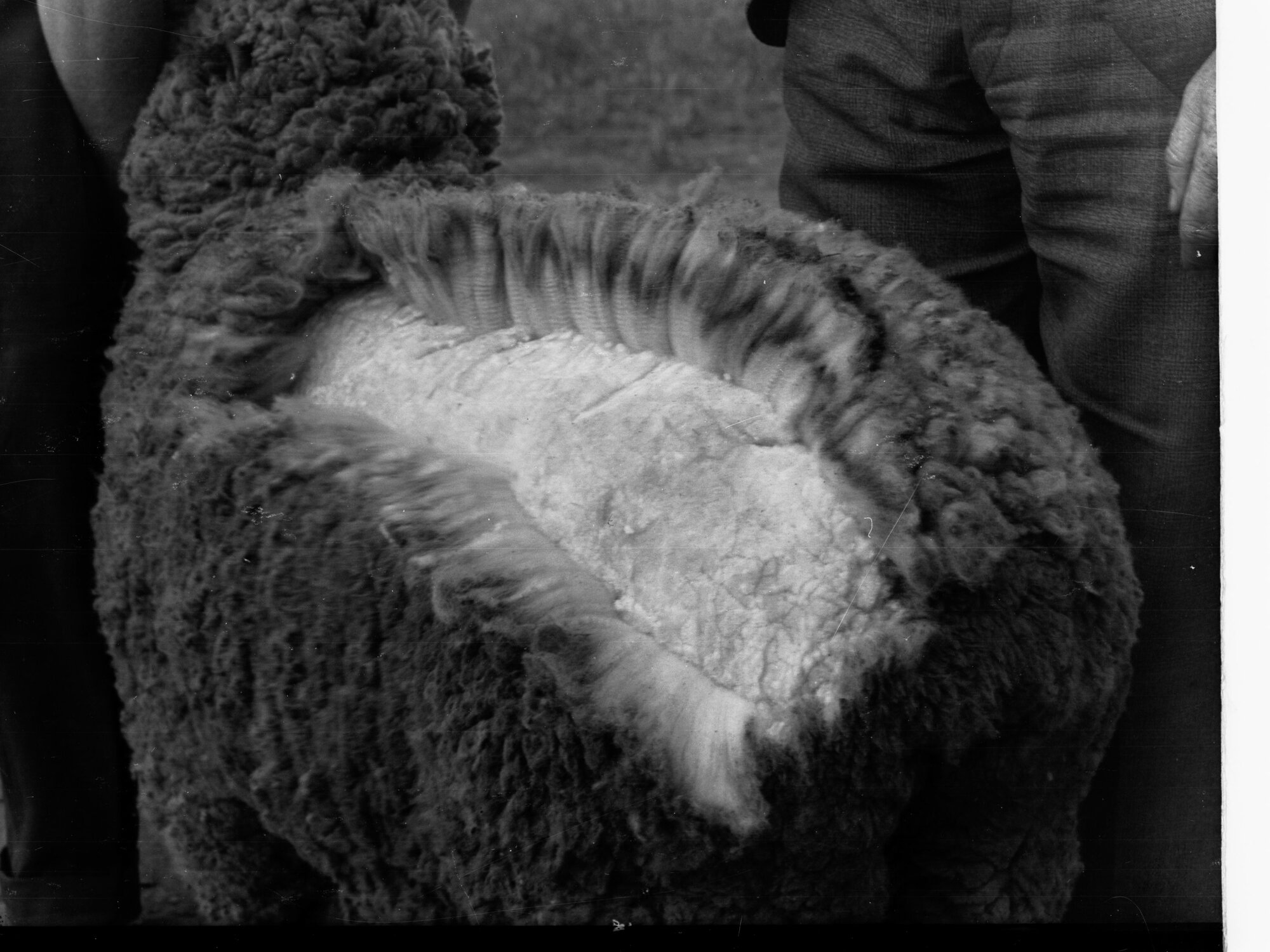 Sheep