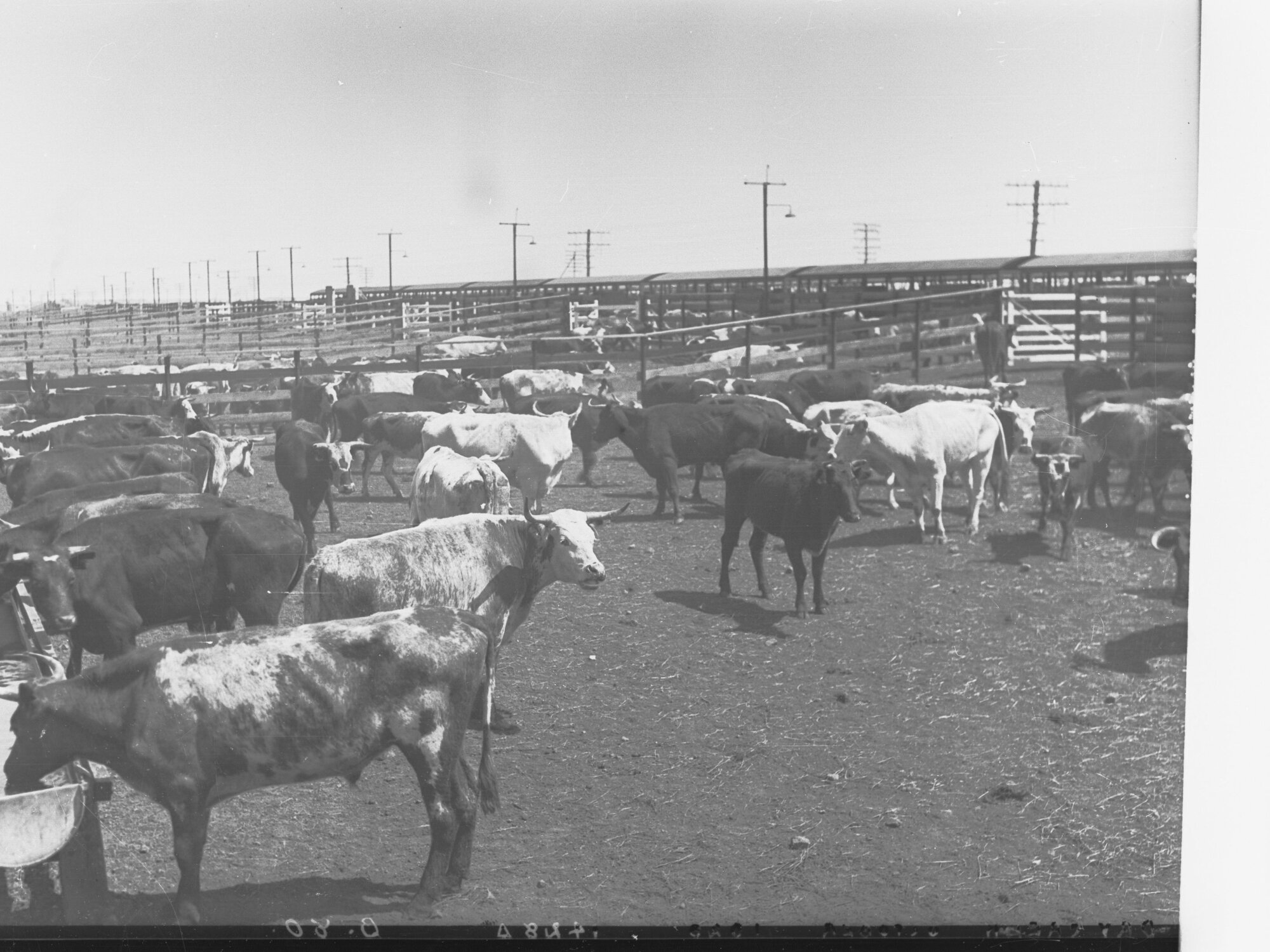 Cattle in Yards at Dry Creek
