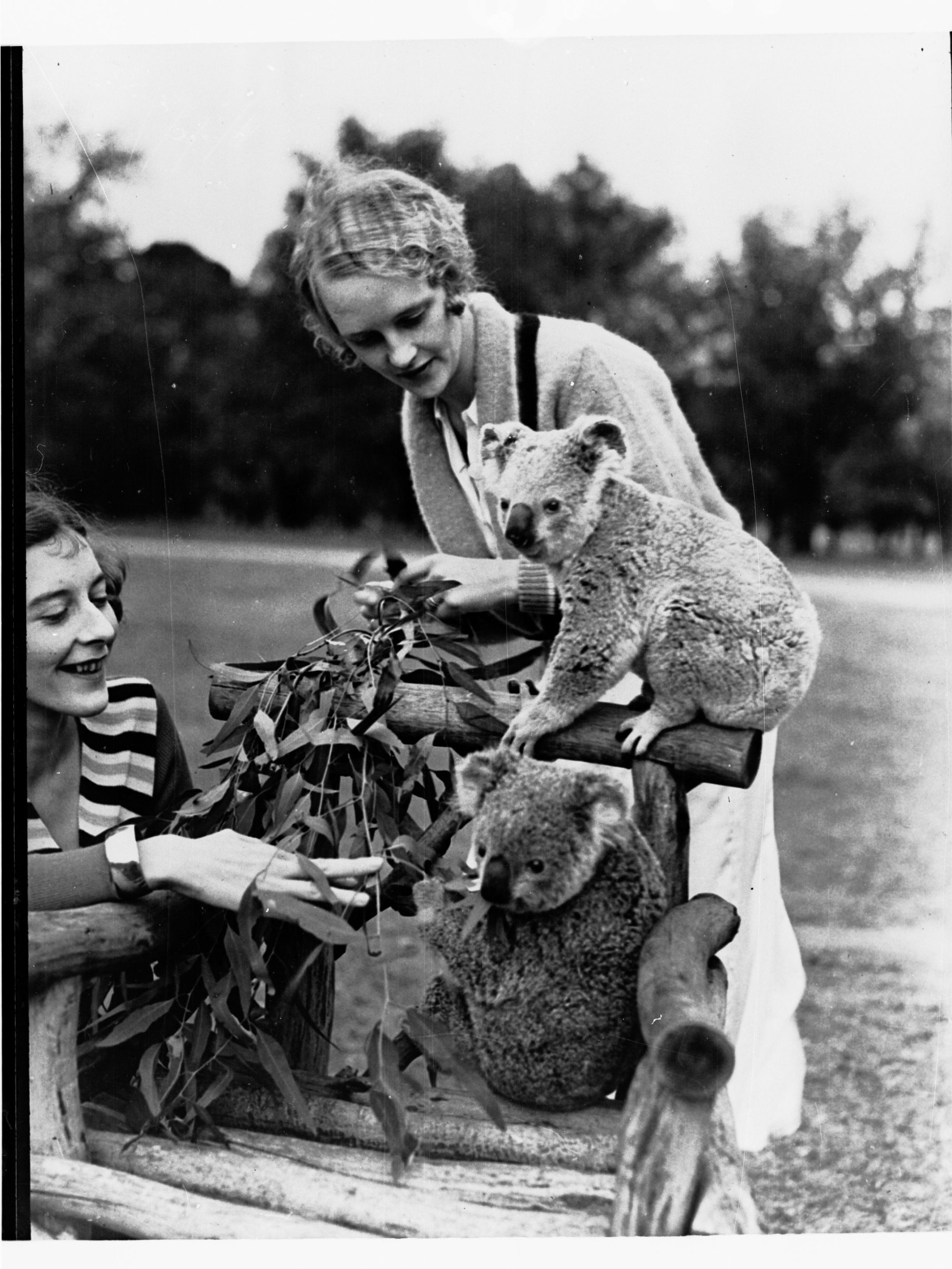 Two women and two koalas