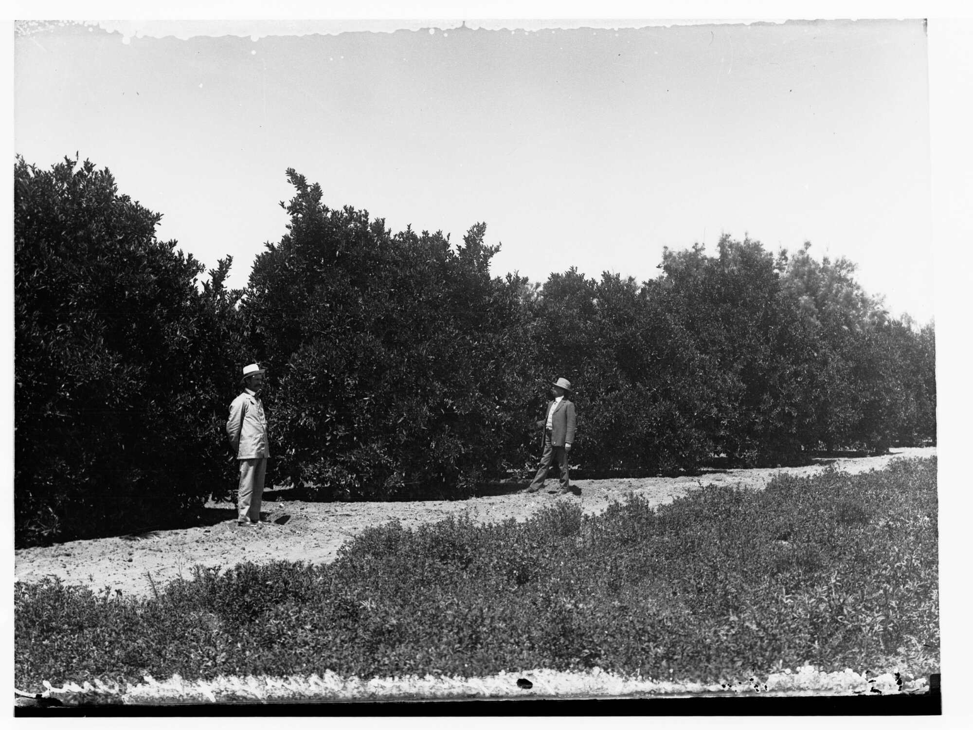 Renmark - Peppercorns, Oranges and Lucerne