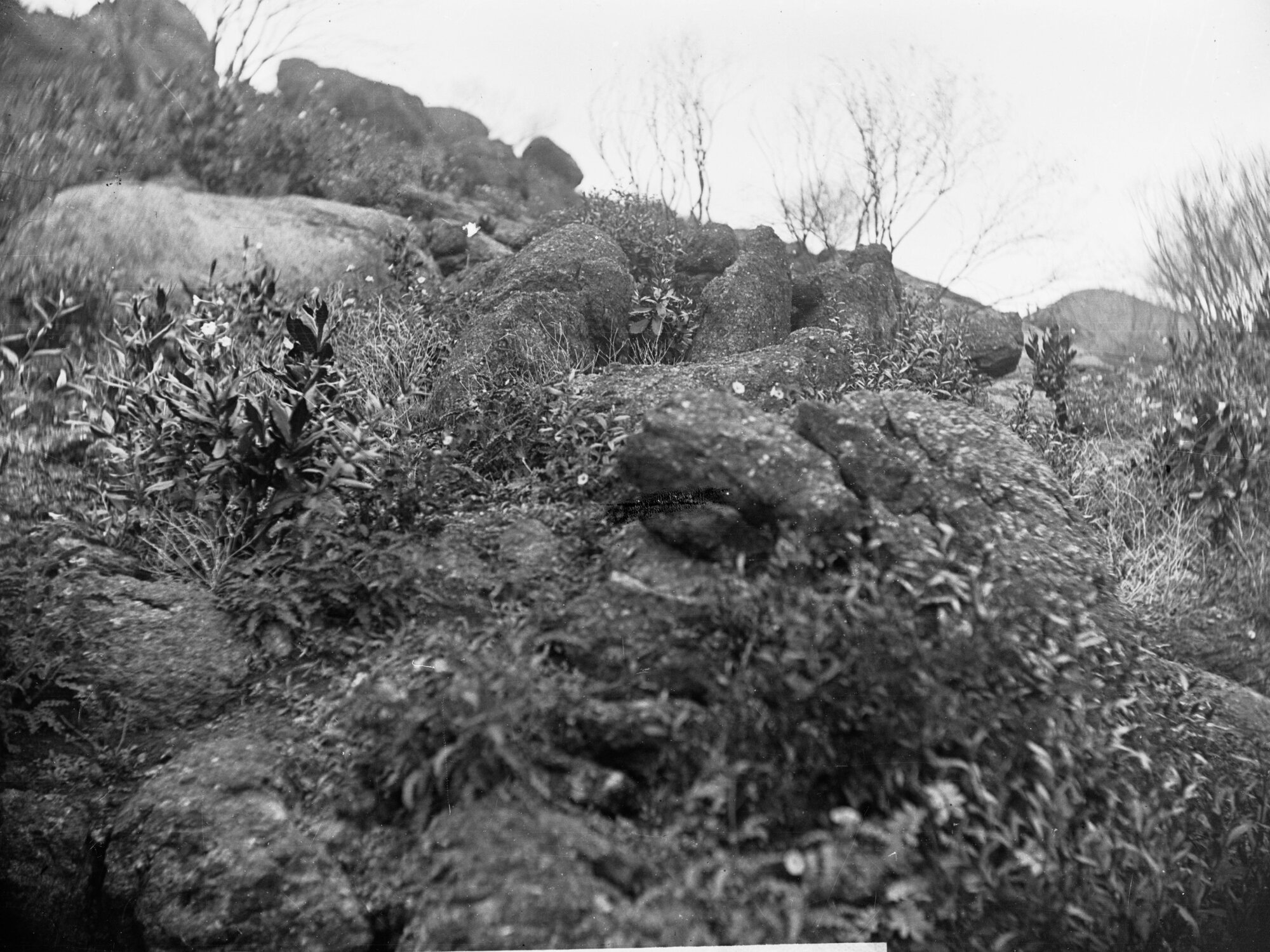 Native Tobacco Plants Growing on a Granite Hill Elder Expedition