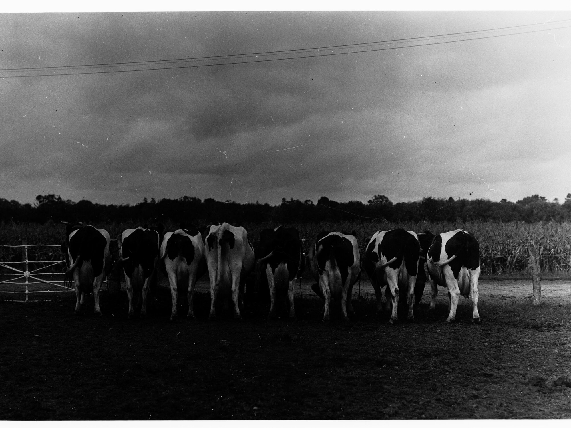 Dairy cows lined up in paddock (Fulham)