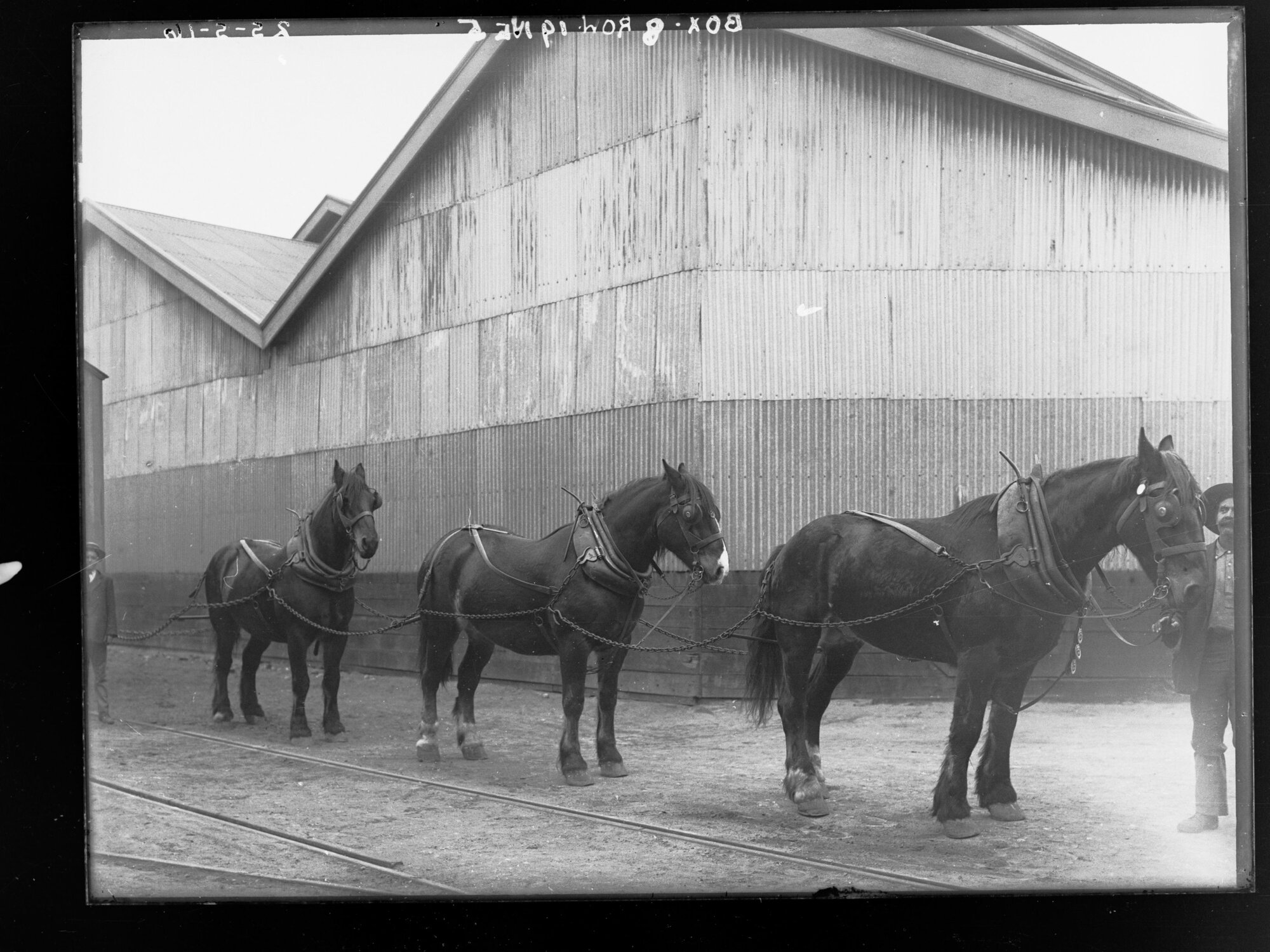 Draughthorses in harness outside a dairy 