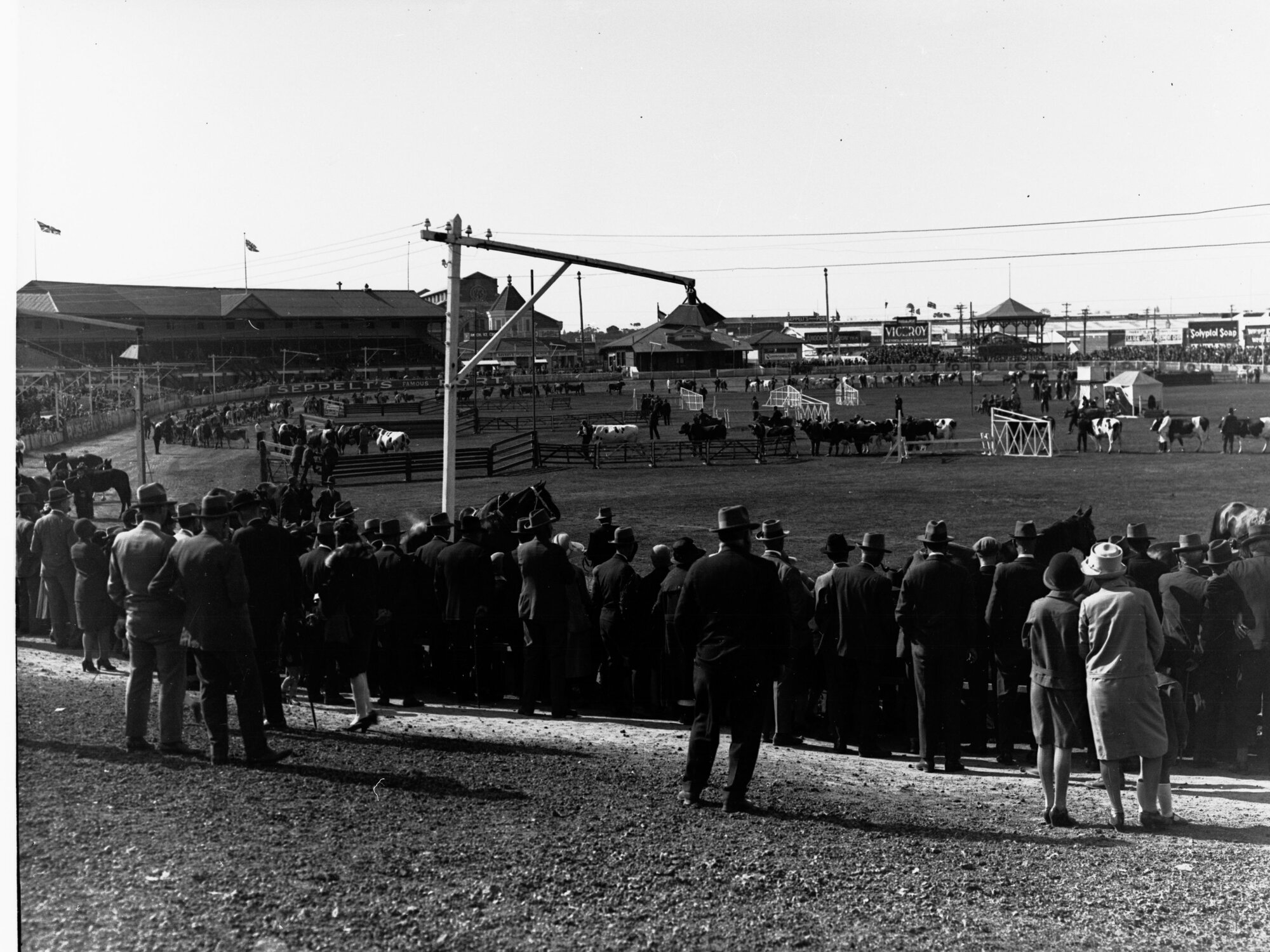 Cattle Exhibition at Royal Adelaide Show