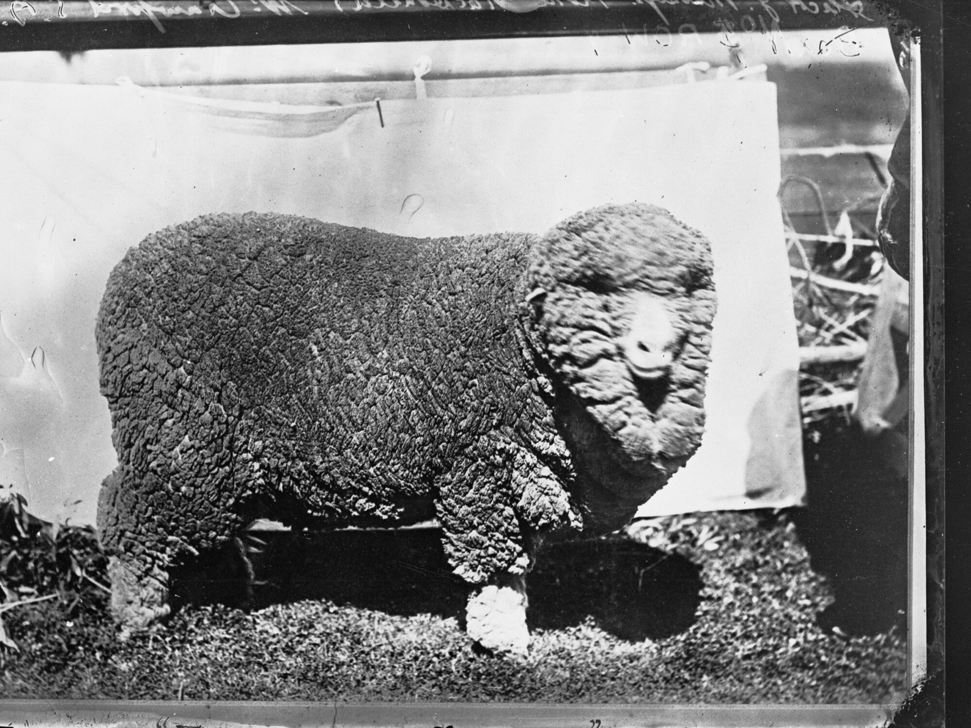 Ewe on exhibit, champion and first prize winner