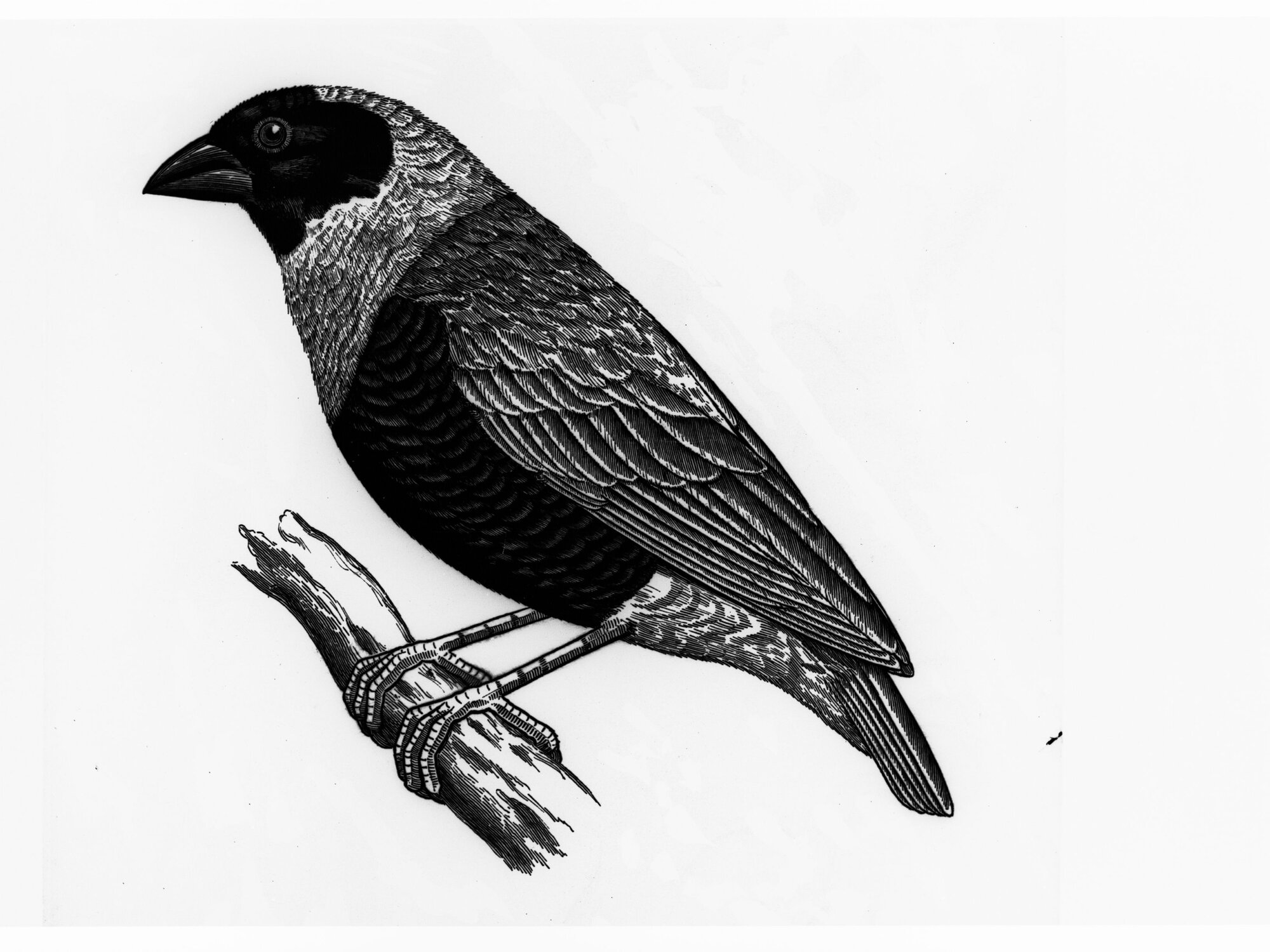 Drawing of a Grenadier Finch by Mr Wall - Copied for Agricultural Department