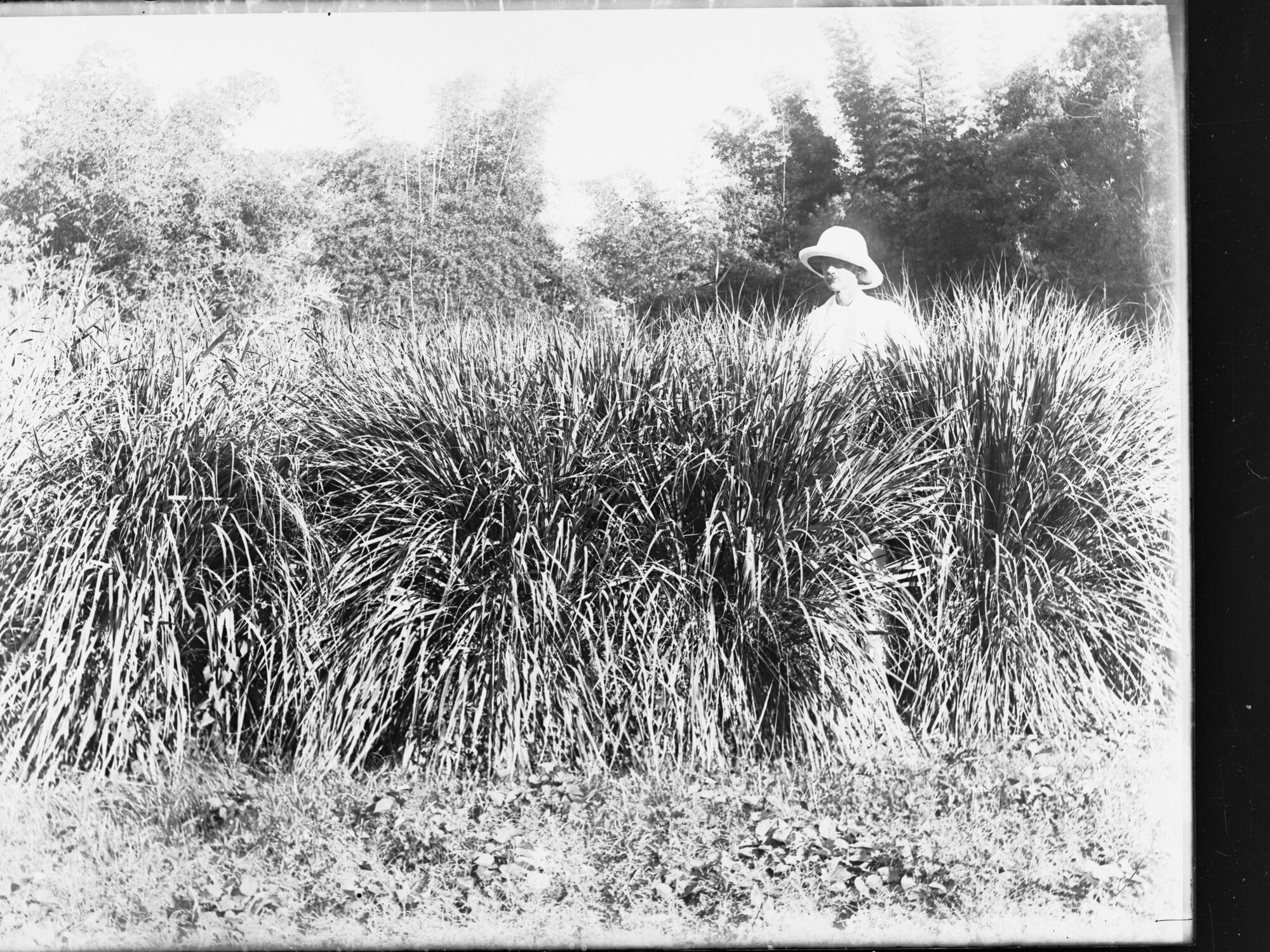 Man standing amongst pampas grass