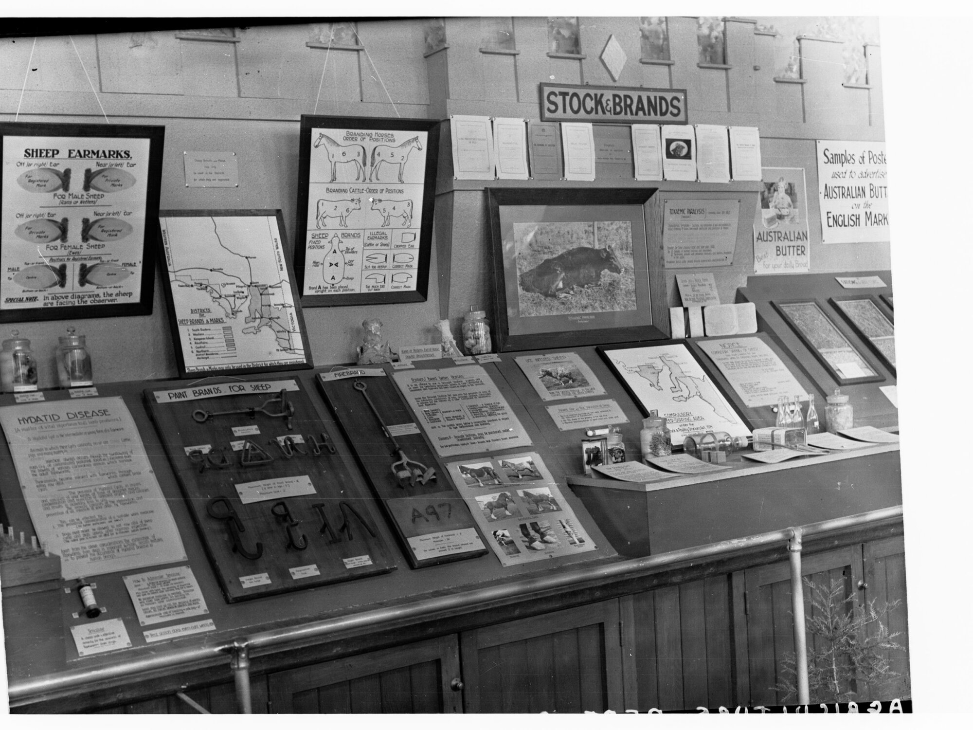 Exhibit at 1938 Royal Show by the Stock and Brands Department.  Shows how animals were branded to to indicate ownership.