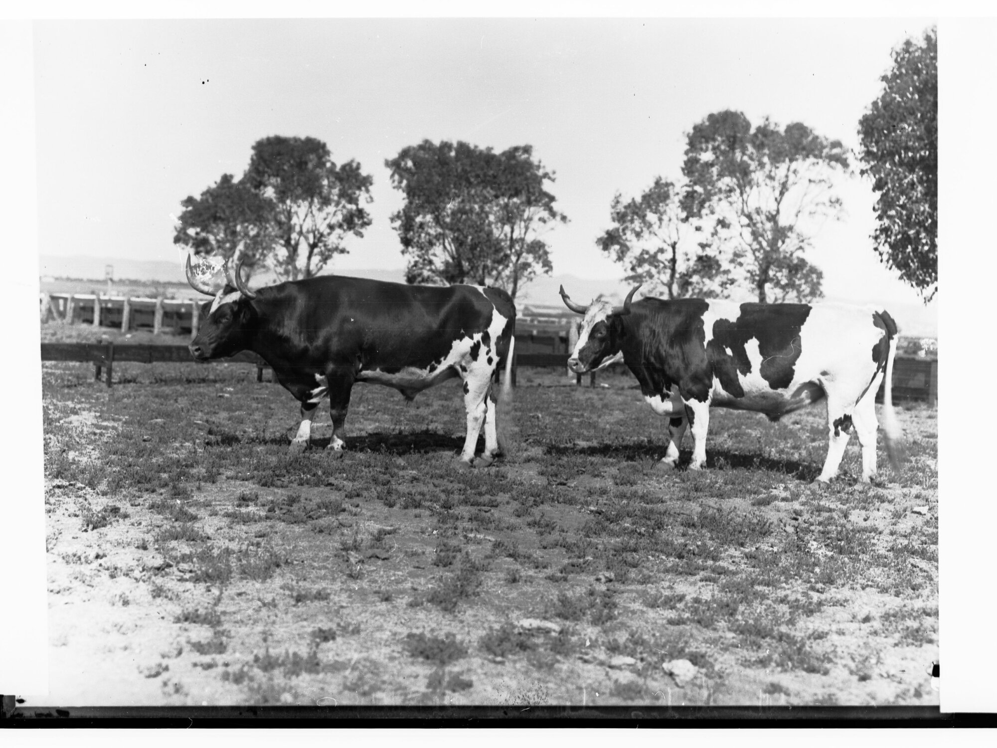 Bulls on Farm
