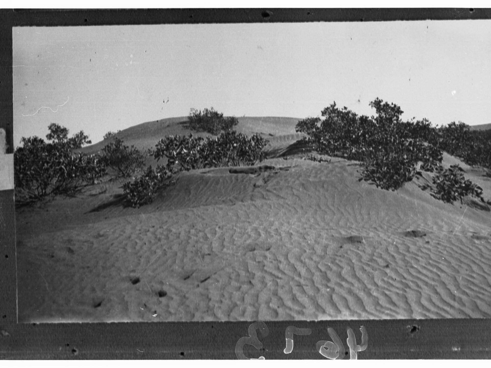 Desert Scene