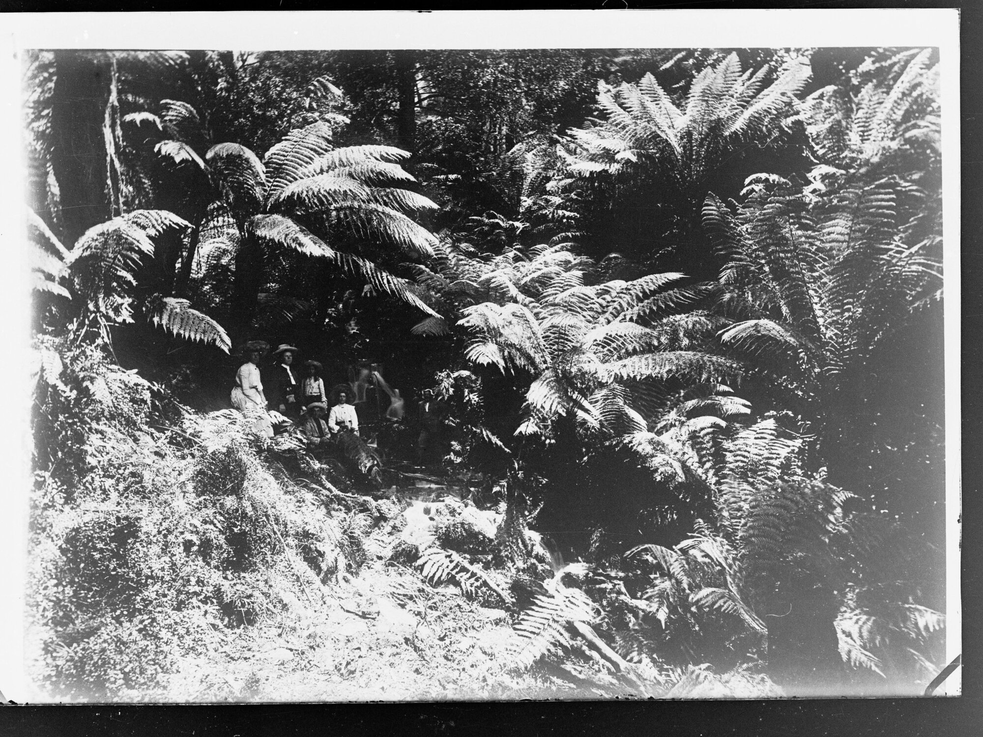 Group of people seated amongst tropical ferms,  Northern Territory