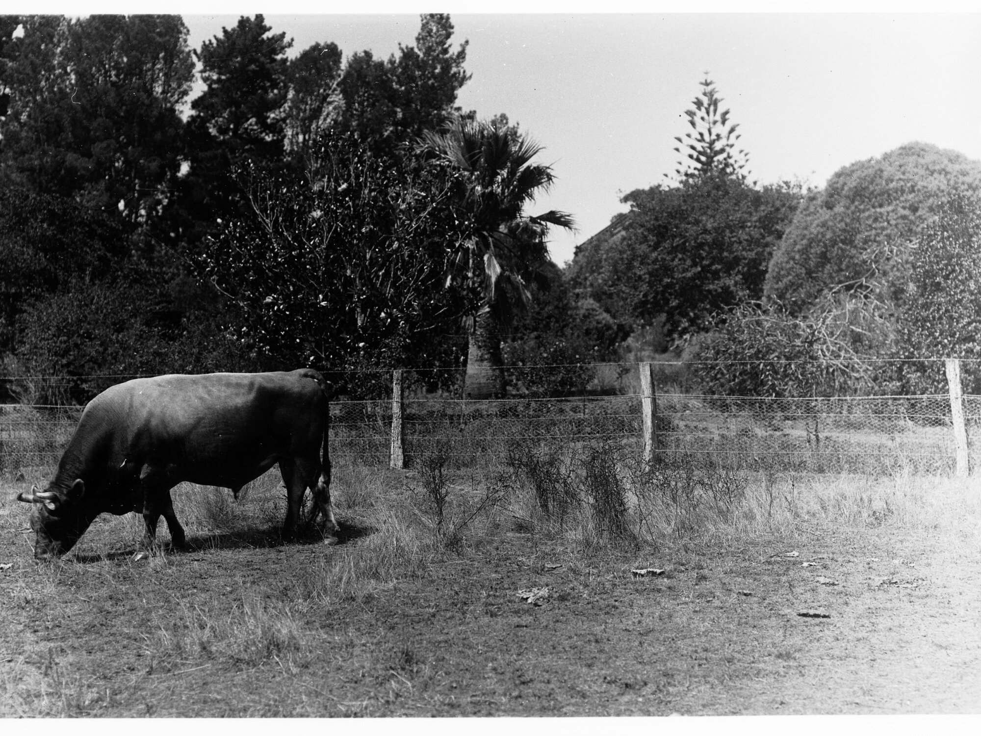 Bull grazing in a paddock (Mr Cowan's Jersey herd, Dalebank, Blakiston)