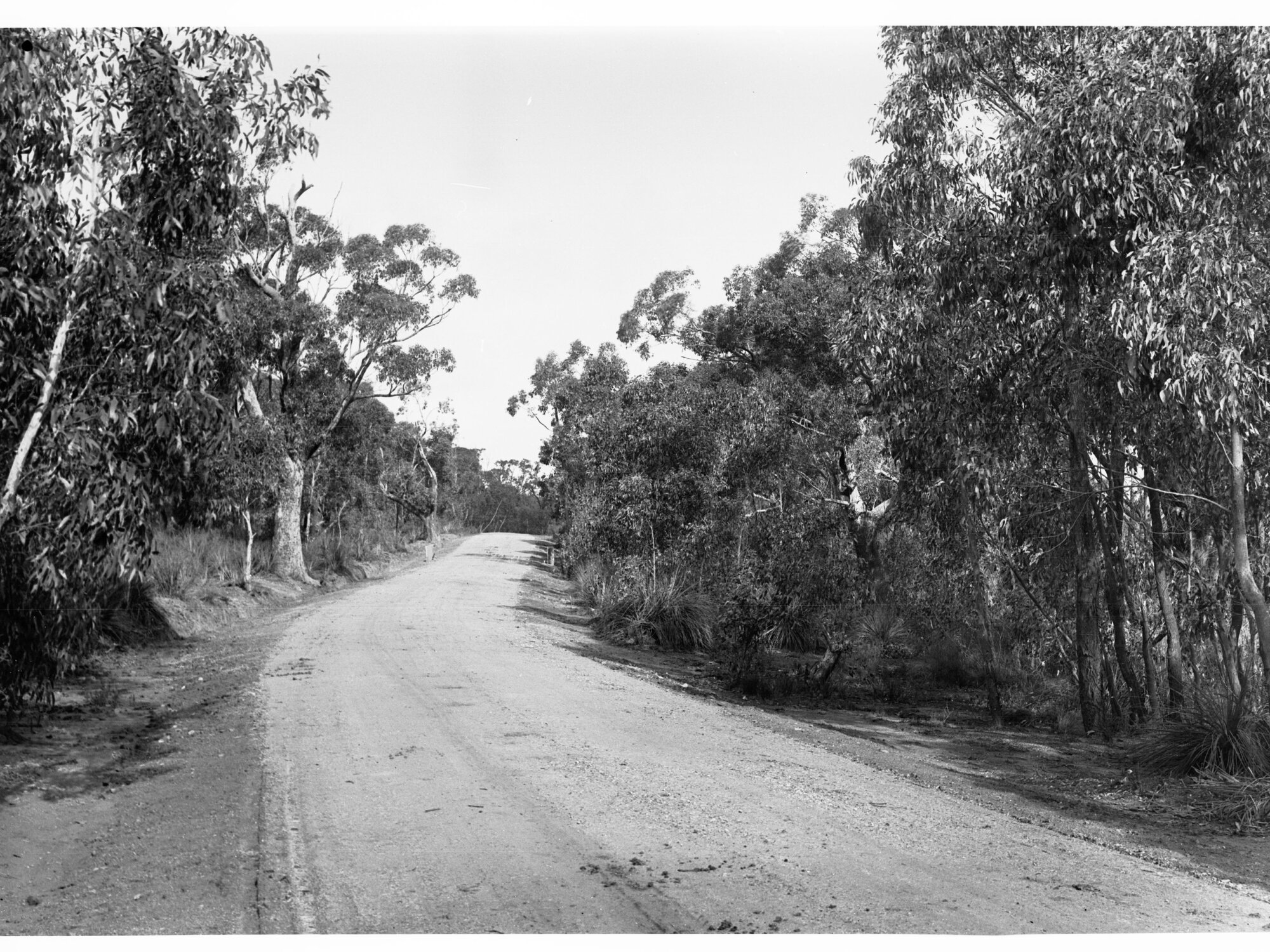 Road Through Bush