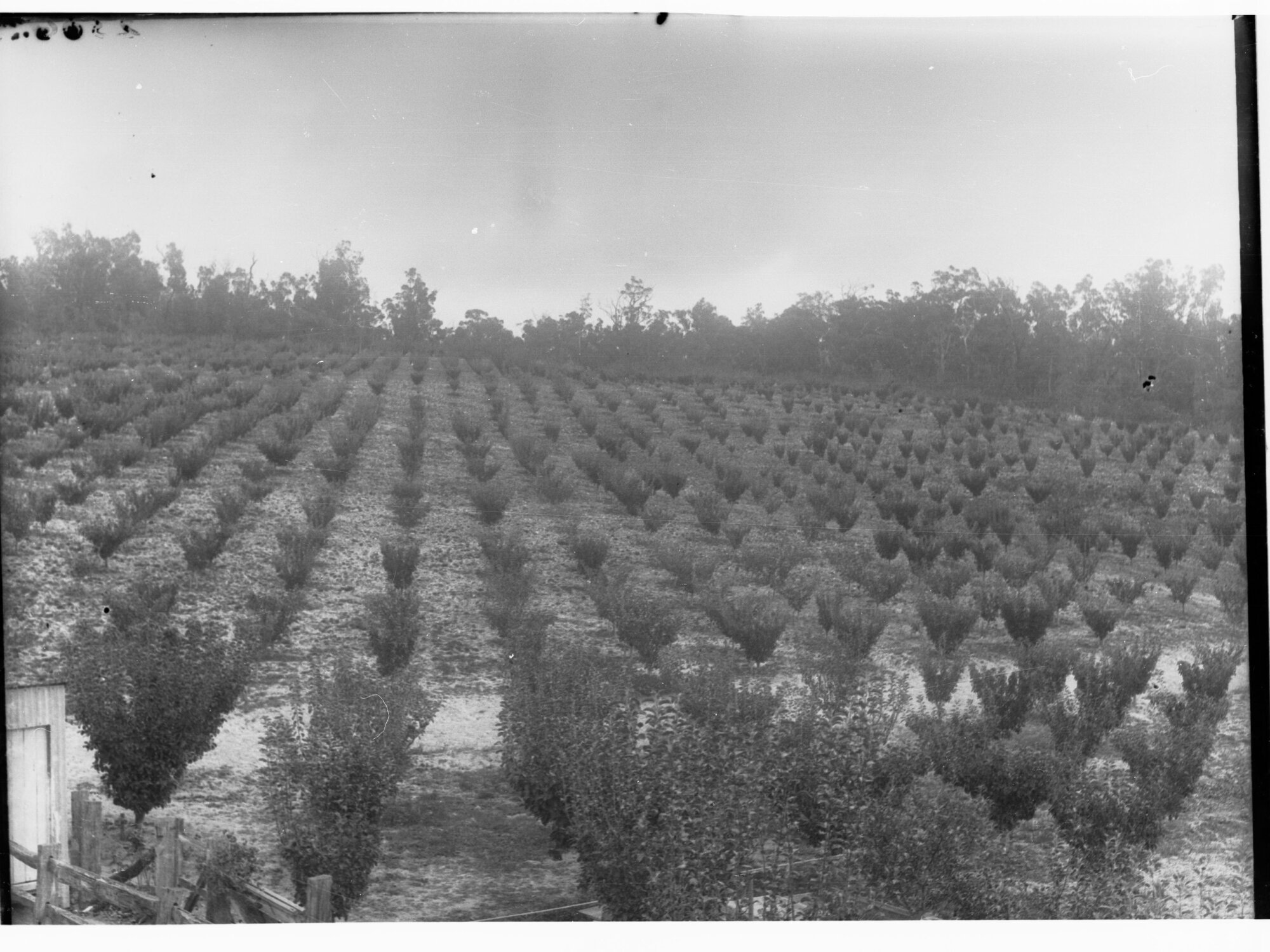 Orchard at Mylor