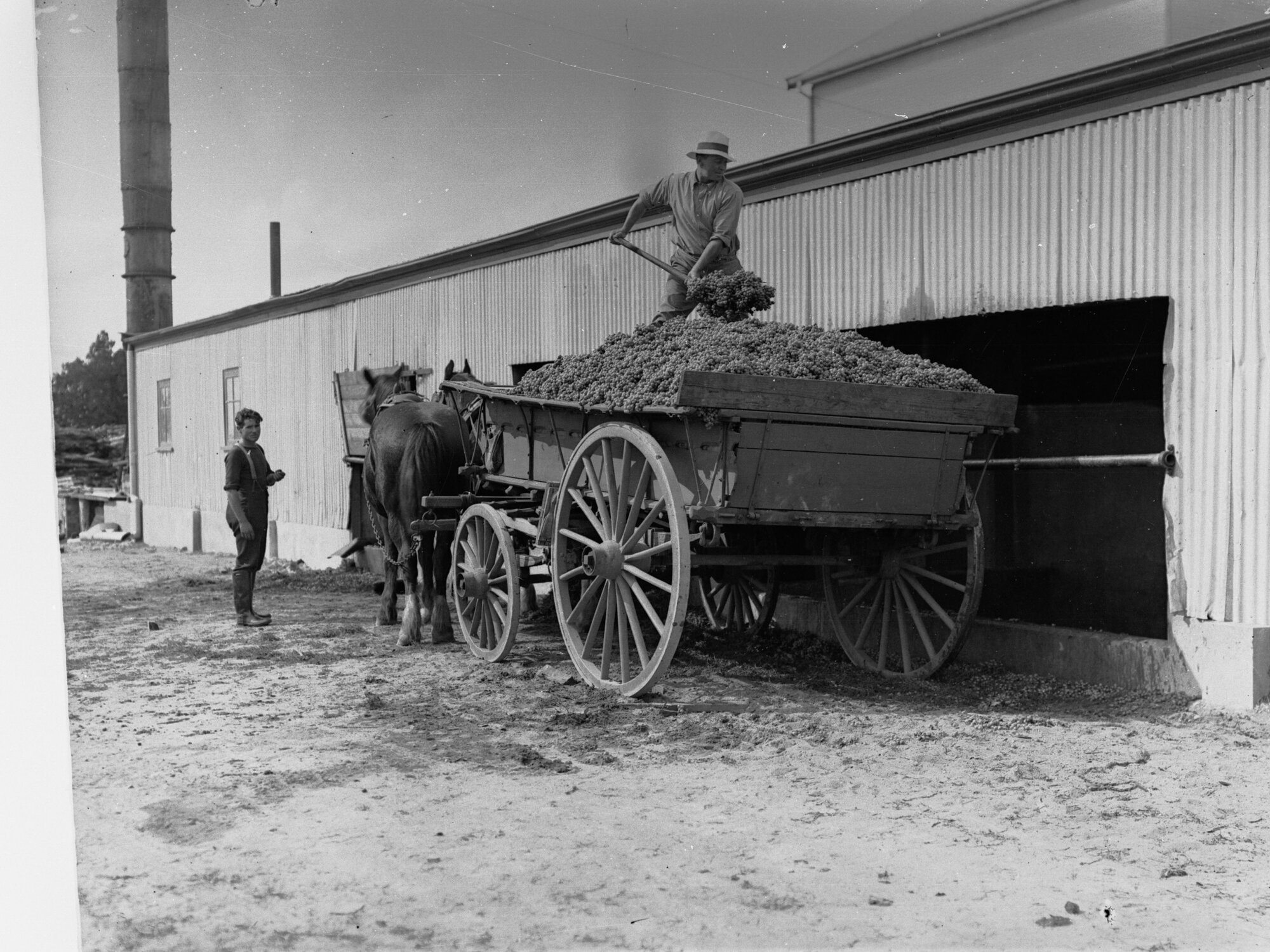 Carting Grapes to Distillery at Berri