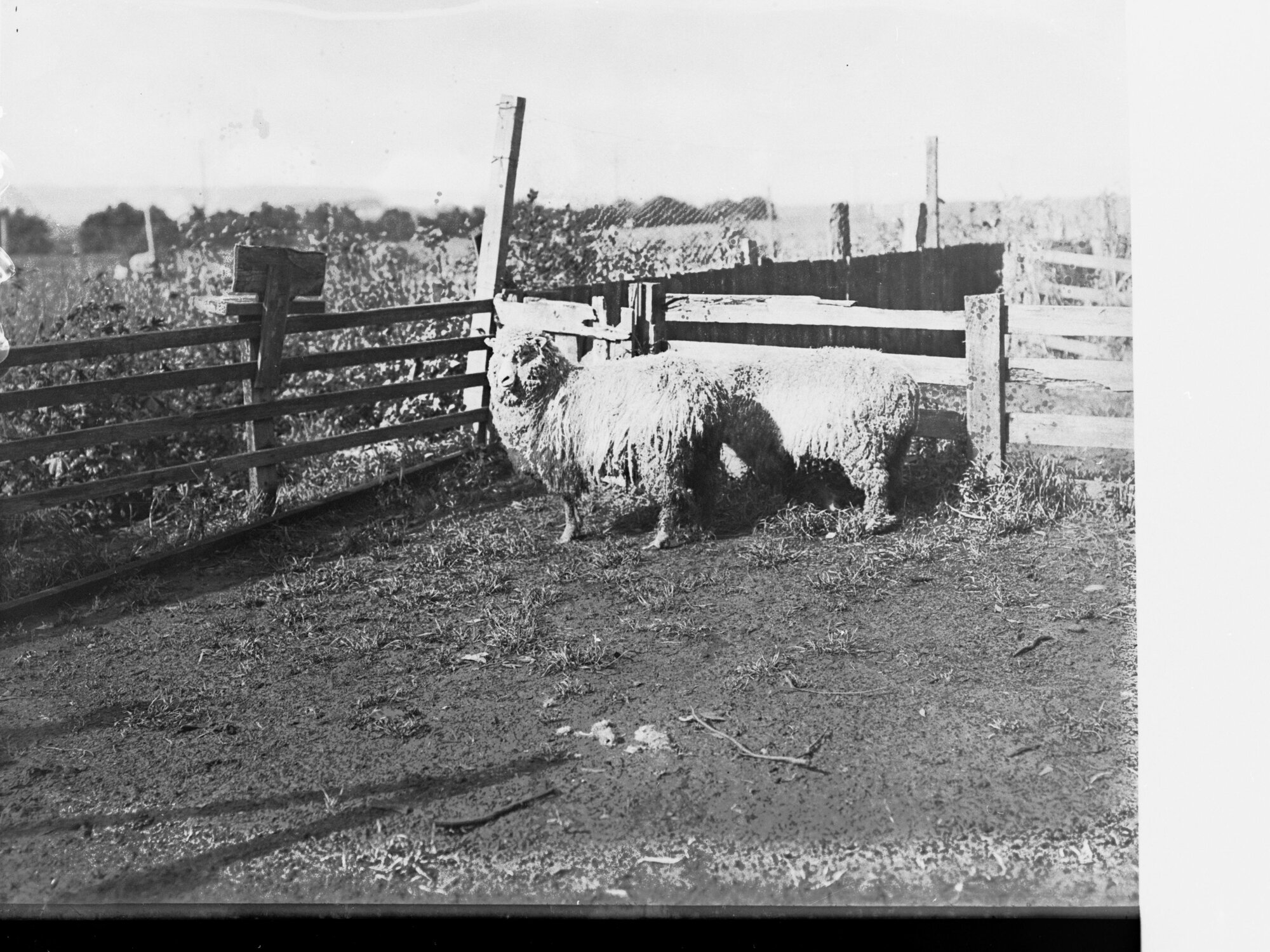 Two sheep infested with lice