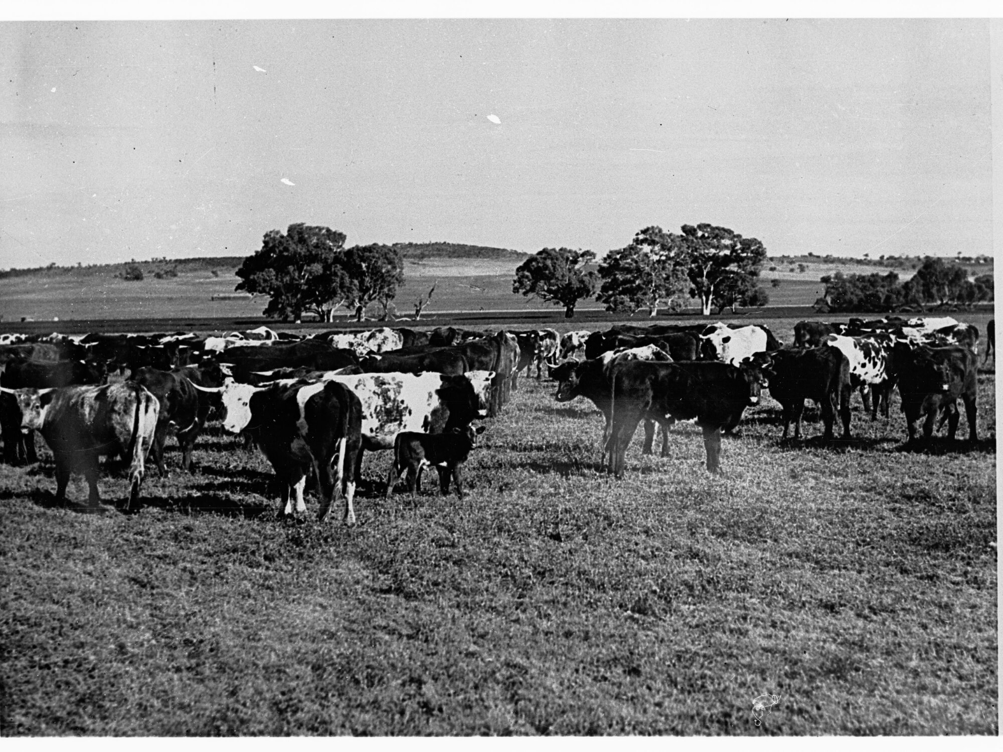 Herd of cows