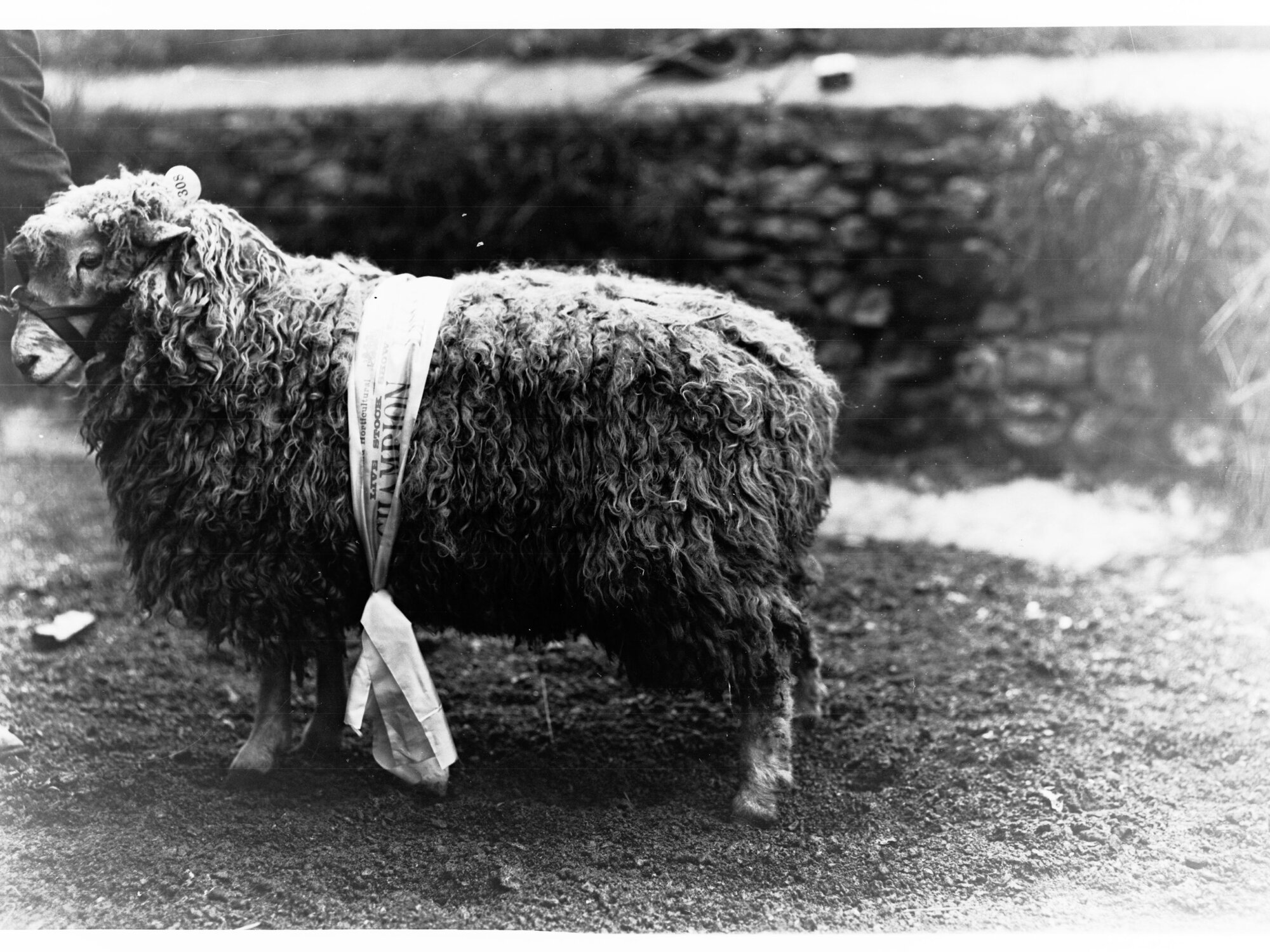 Prize Ram at Adelaide Agricultural Show