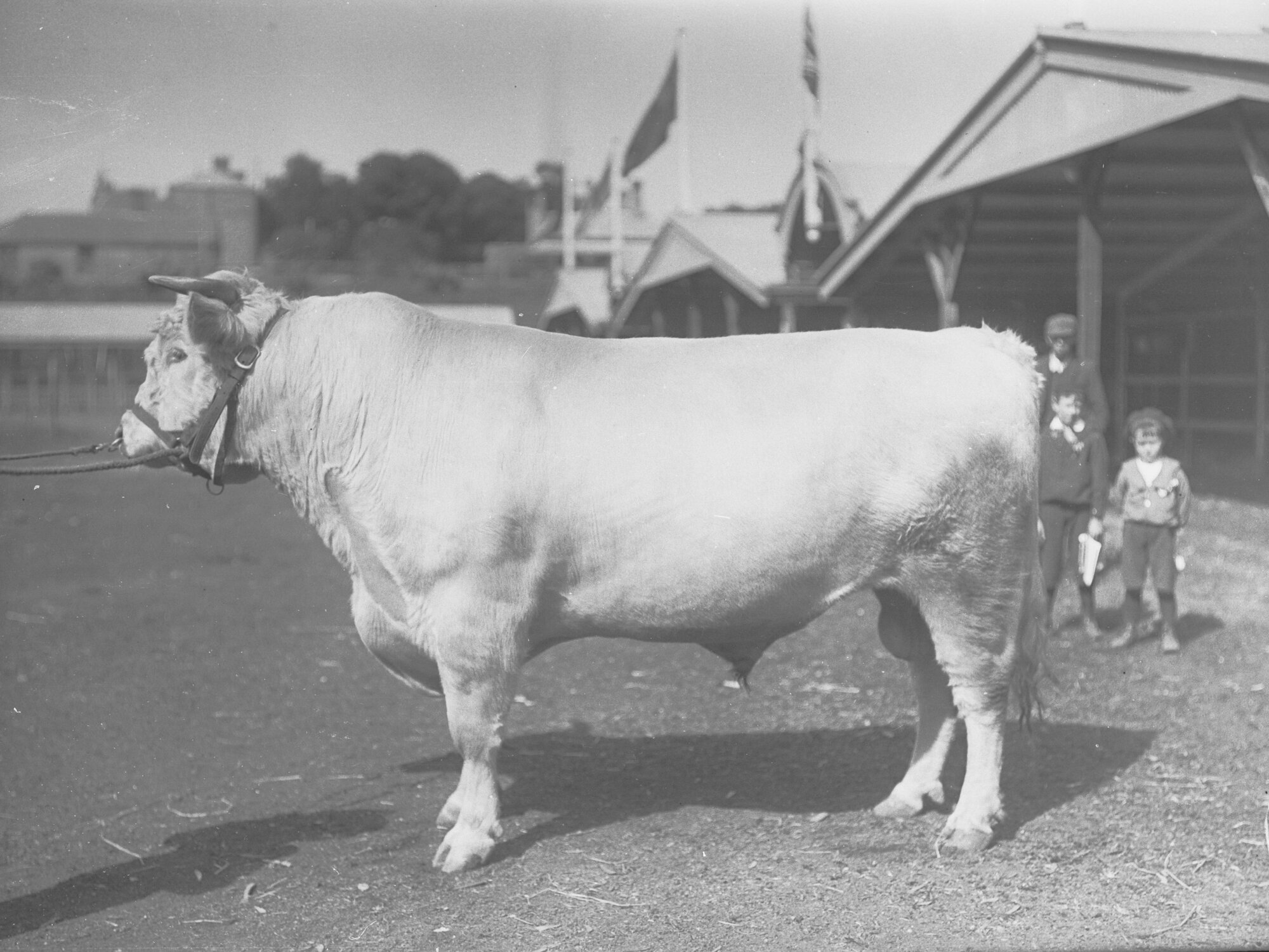 Prize Bull at Adelaide Show at Adelaide Show