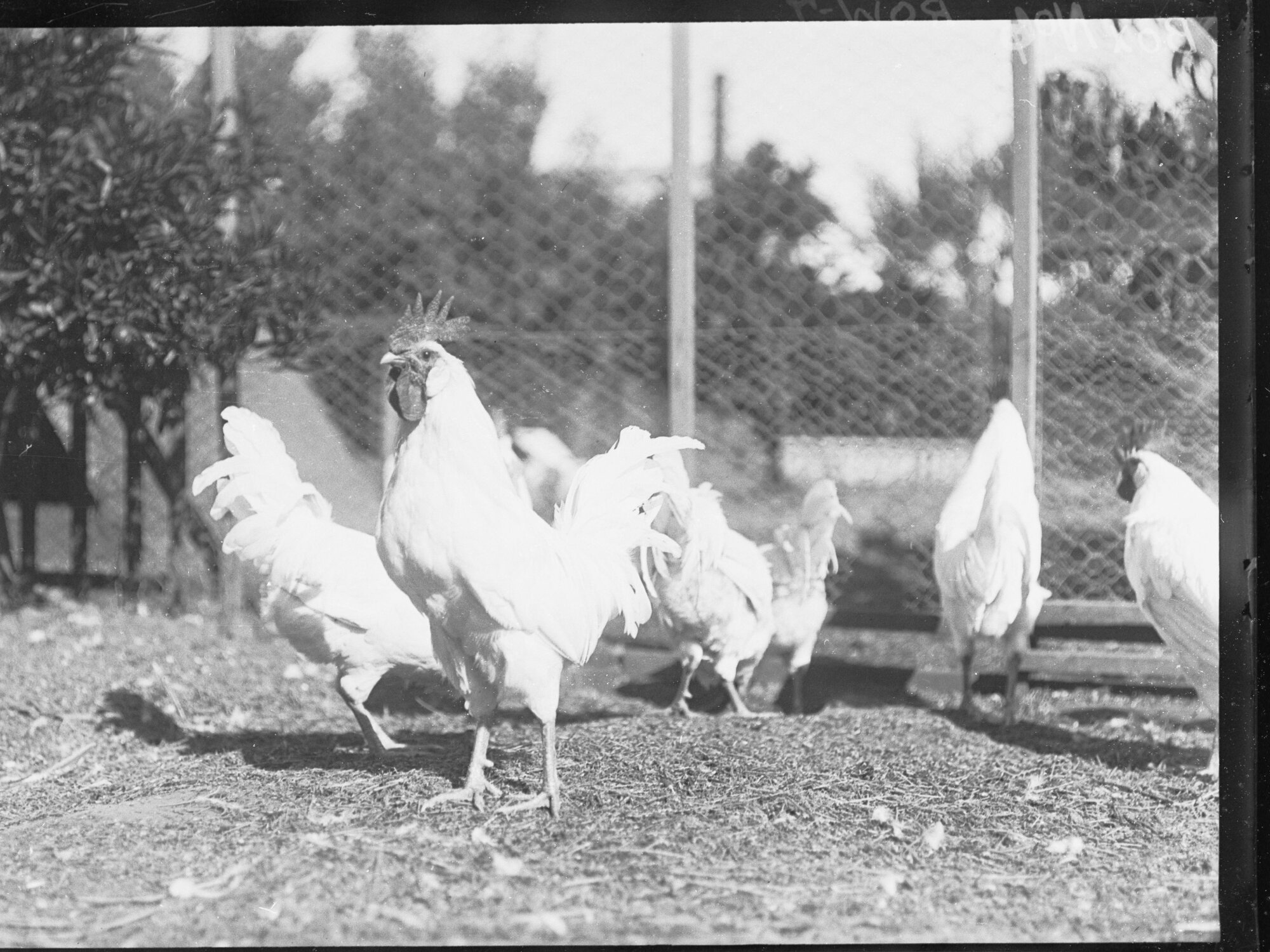 Chickens 
