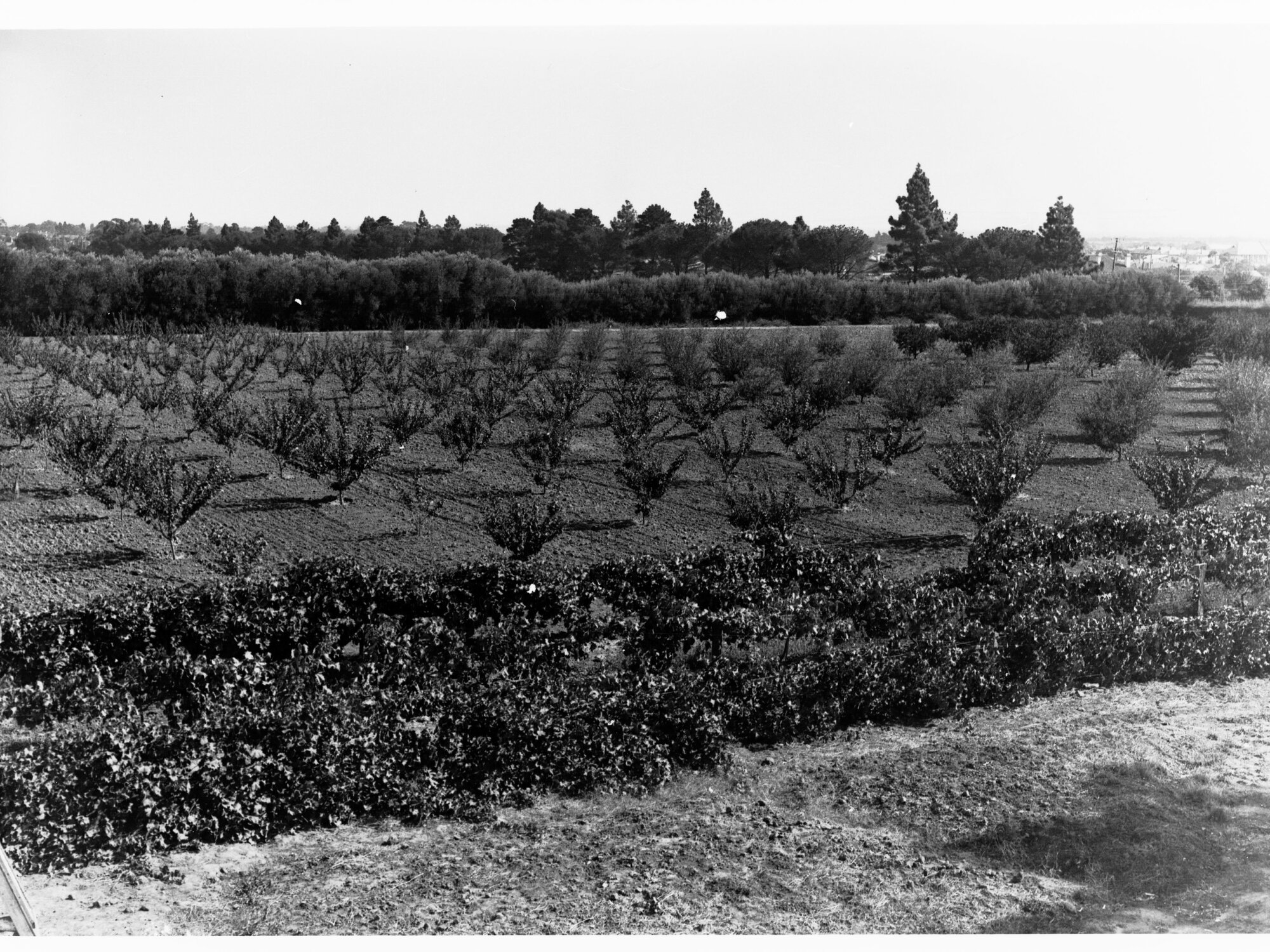 Rural View of Orchard