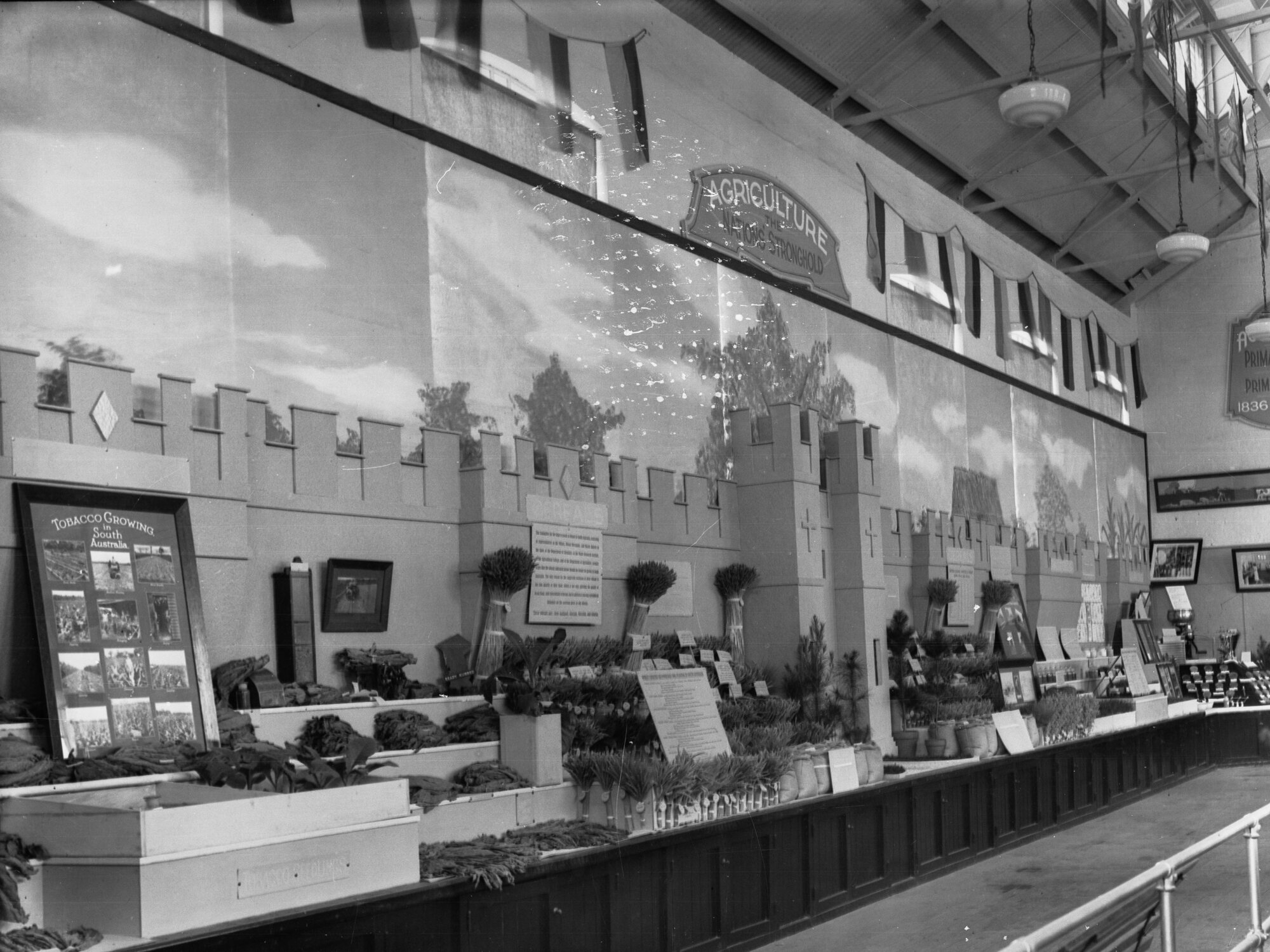Exhibition of tobacco plants
