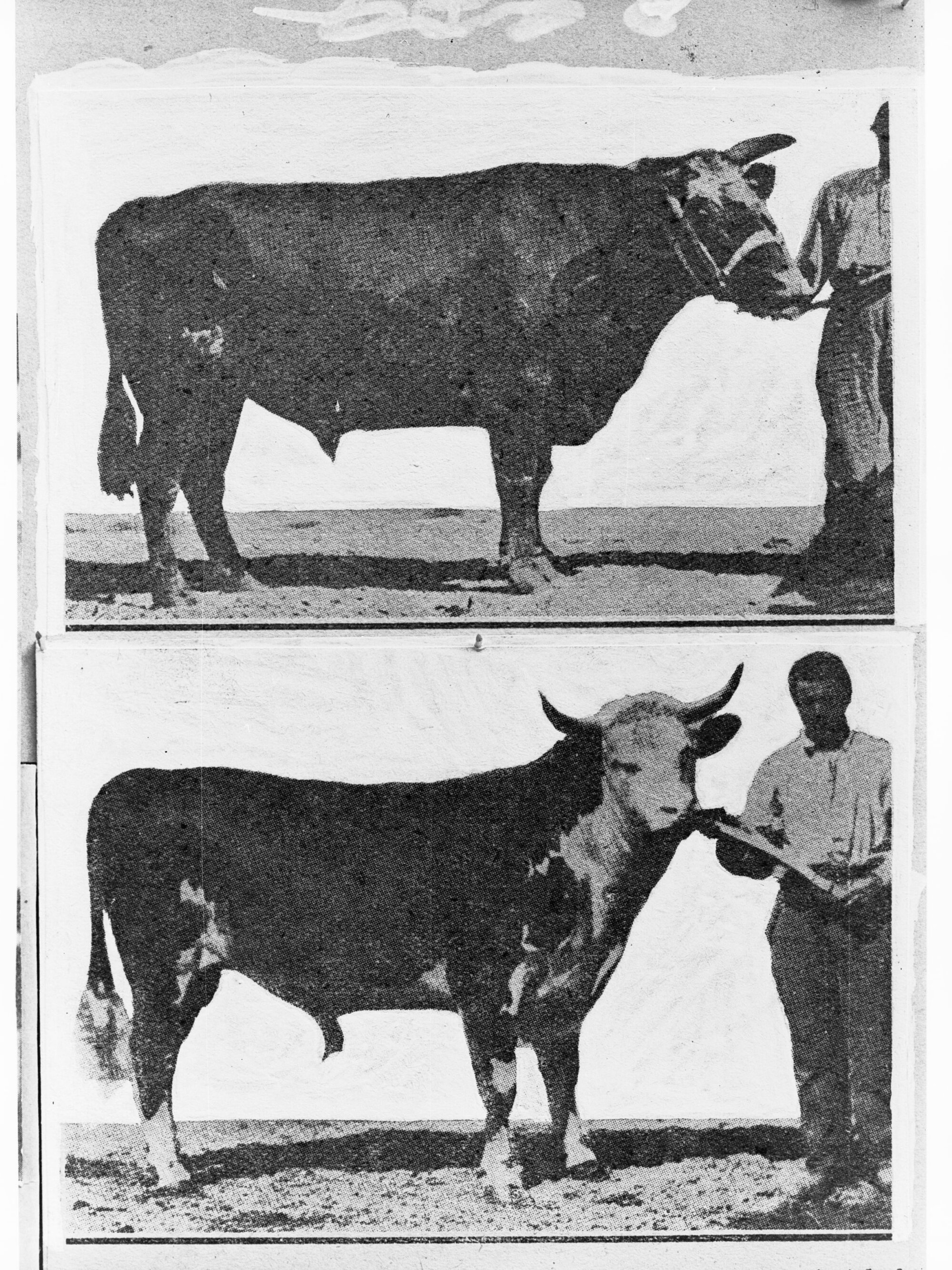 Picture of Champion Bulls - two single photographs on one negative