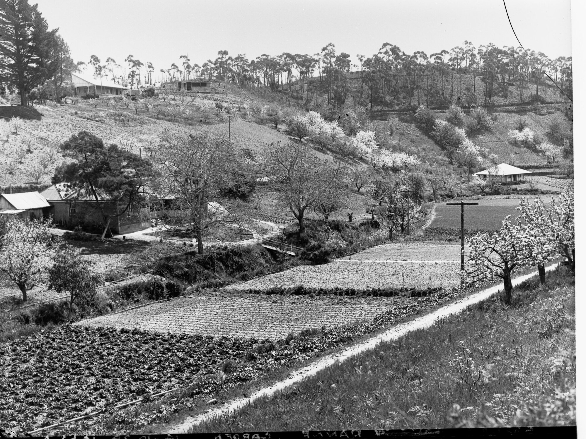 Ferndale', Basket Range, showing House and Vegetable Garden