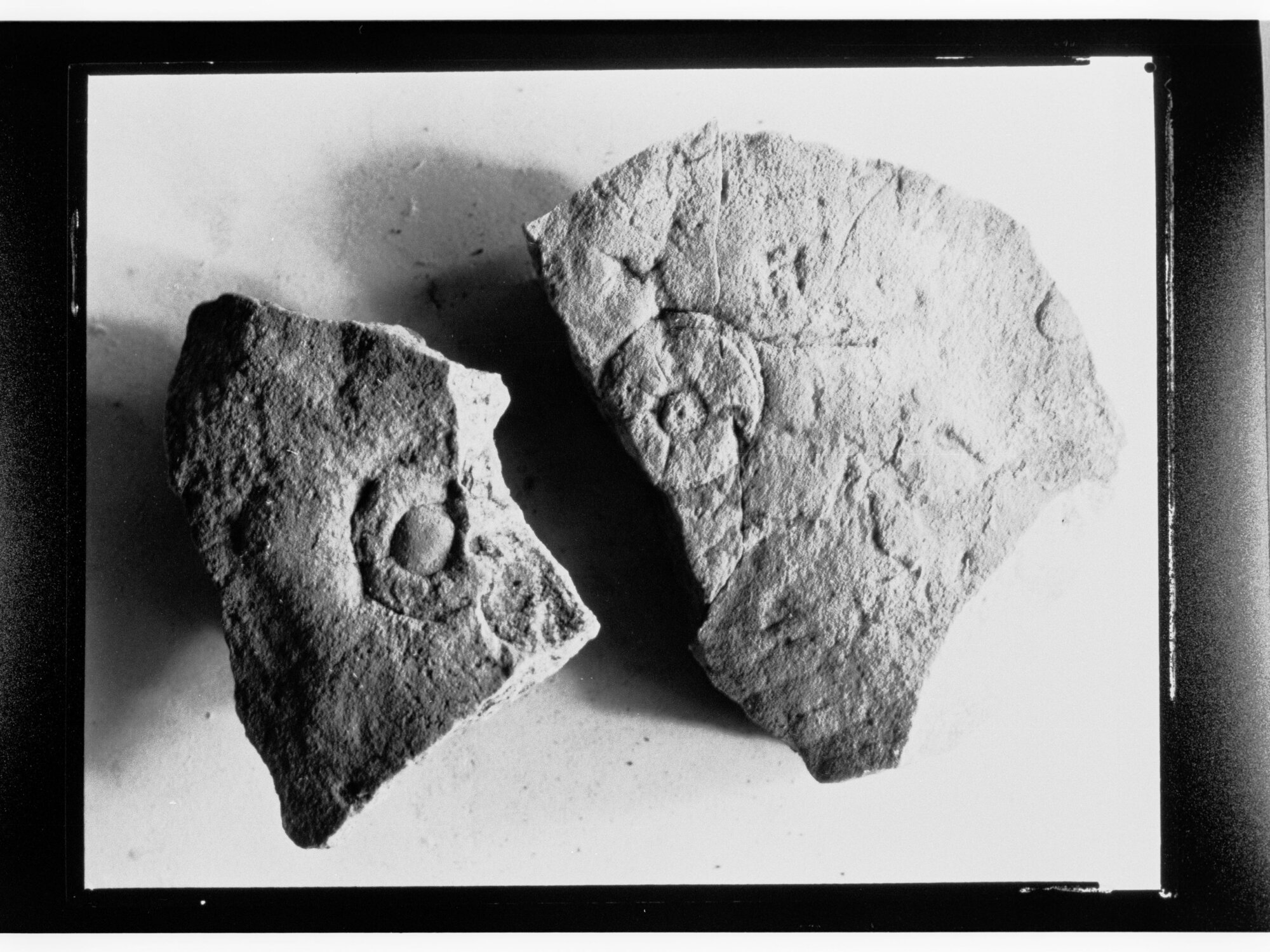 Fossils from Ediacara