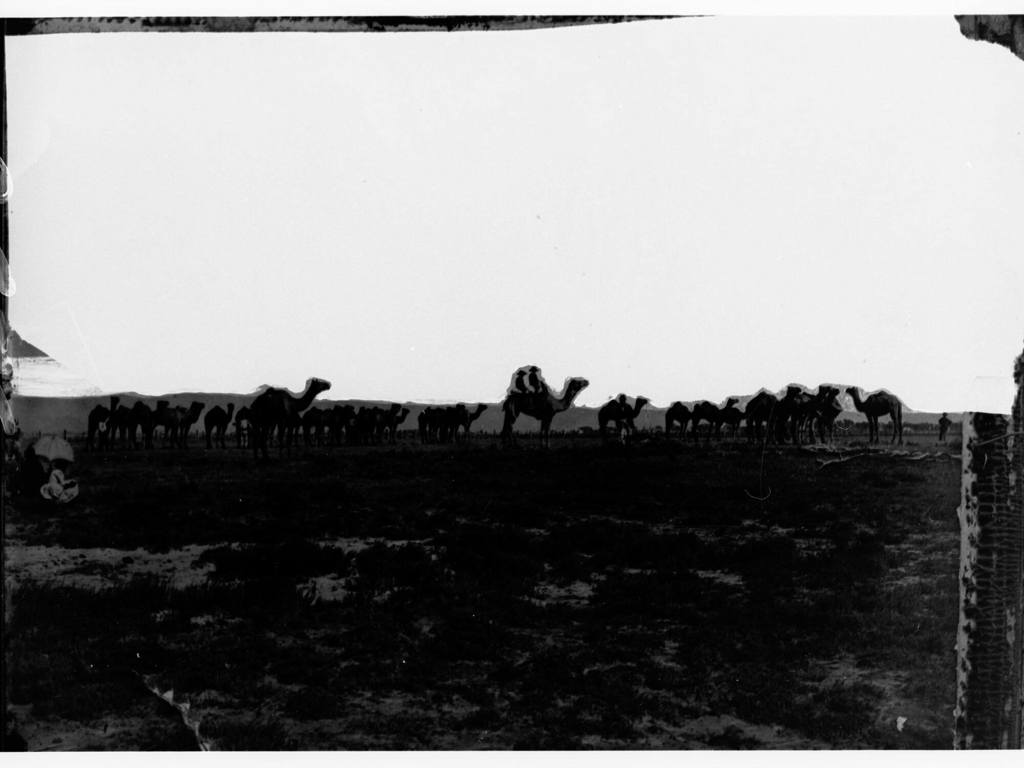Camels - Northern Territory