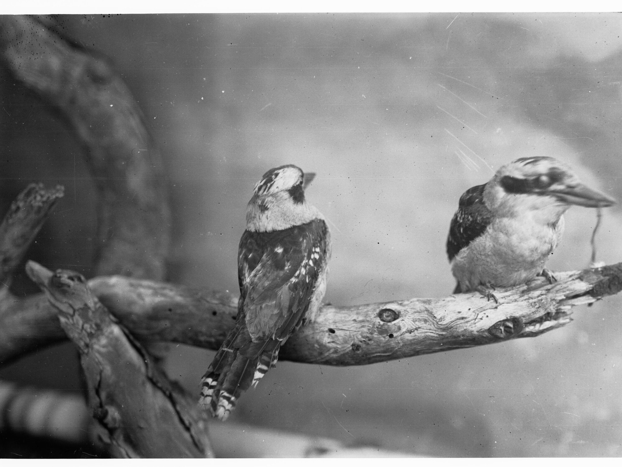 Two Kookaburras on a branch