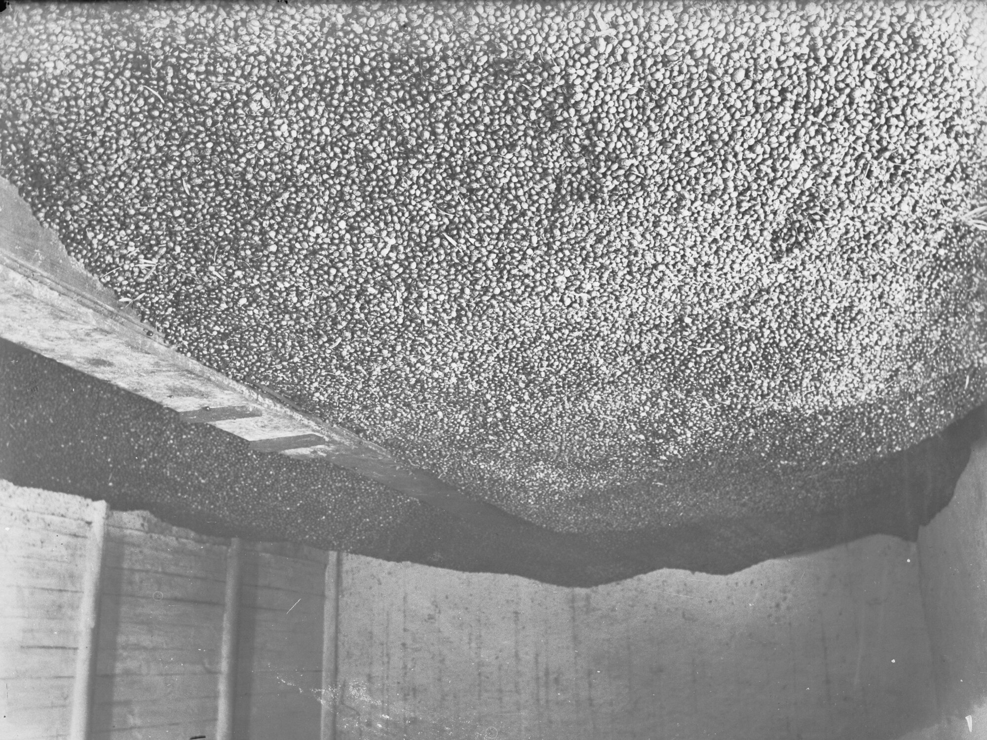 Olives in storage, possibly early olive industry