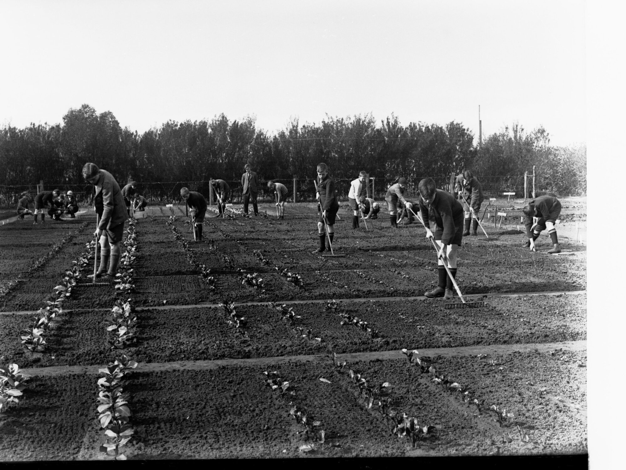Education Department - Abattoirs Garden Plots