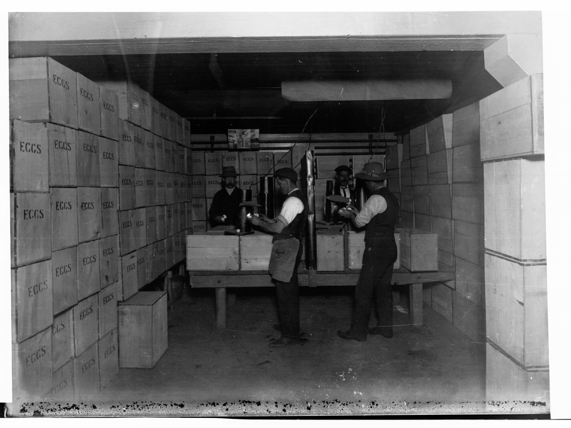 Government Export Produce Depot at Port Adelaide Testing Eggs