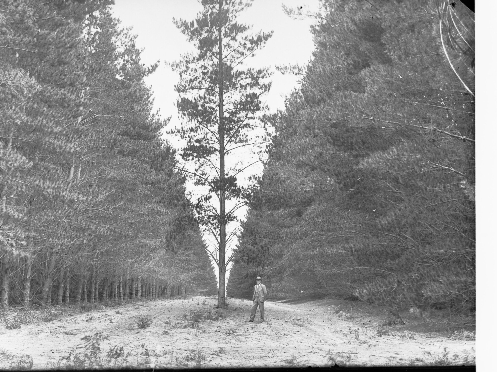 Mount Burr Forest