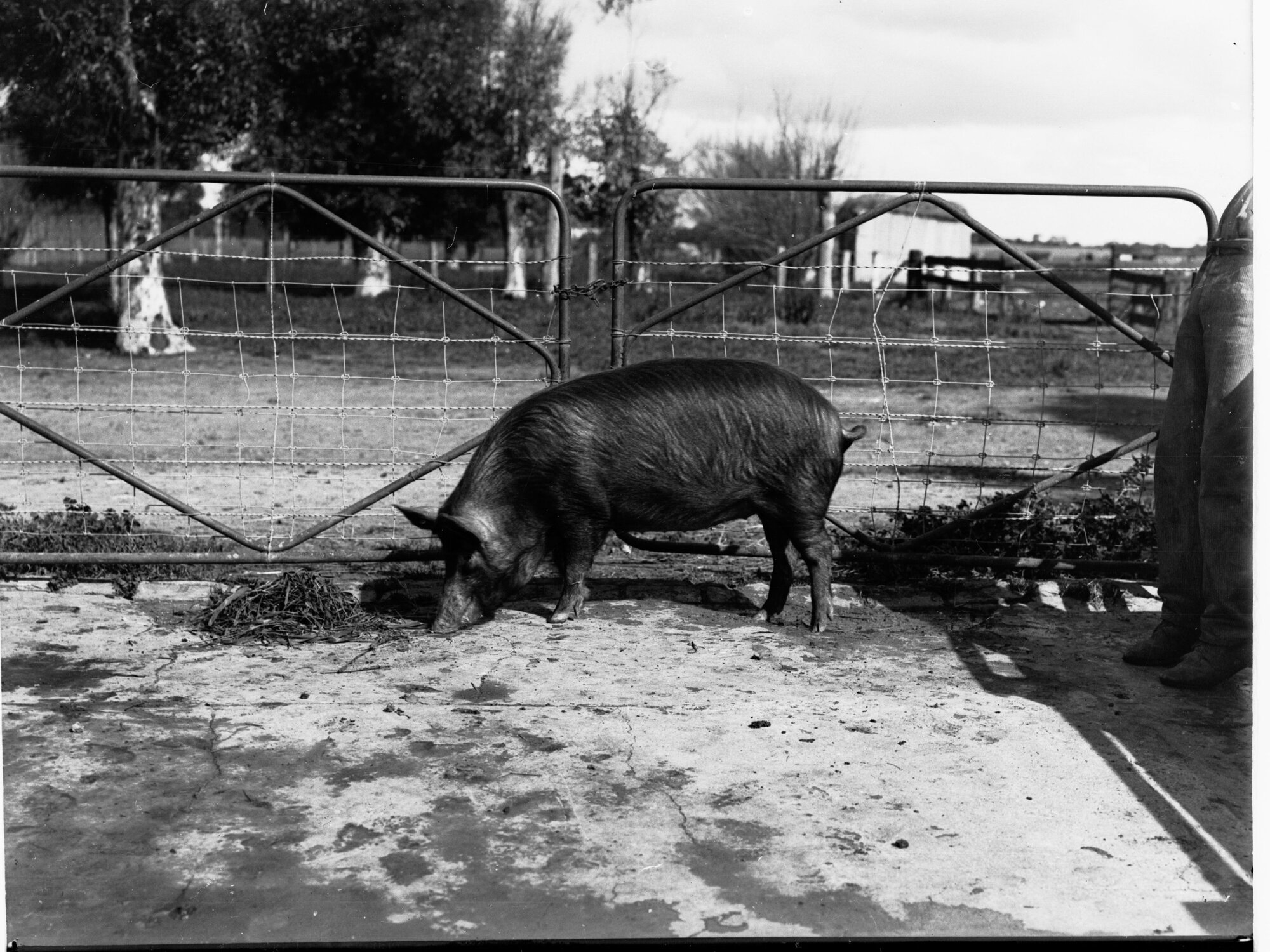 Sandy Pig  - Roseworthy College