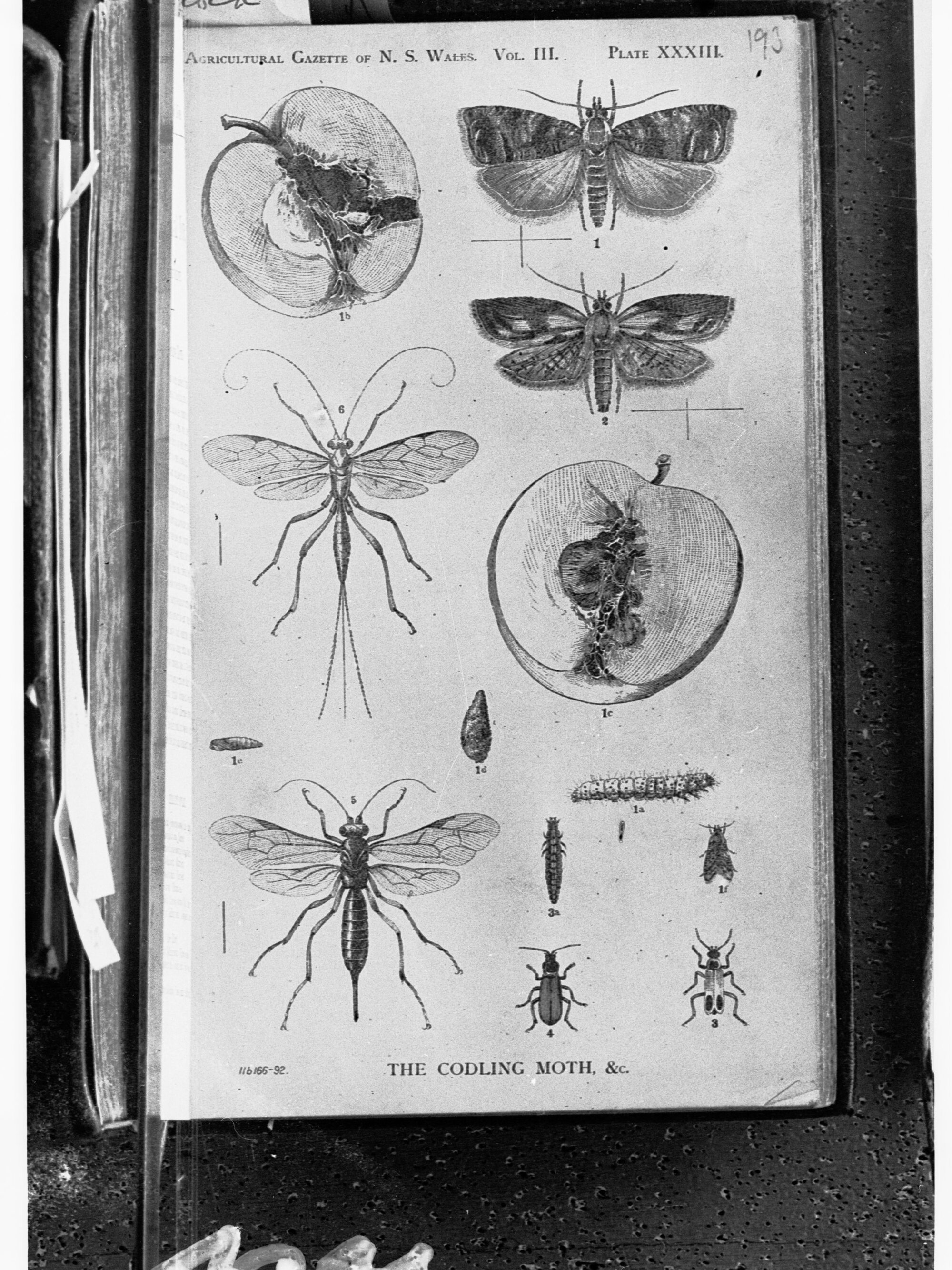 The Codling Moth - page from the Agricultural Gazette of New South Wales showing the codling moth