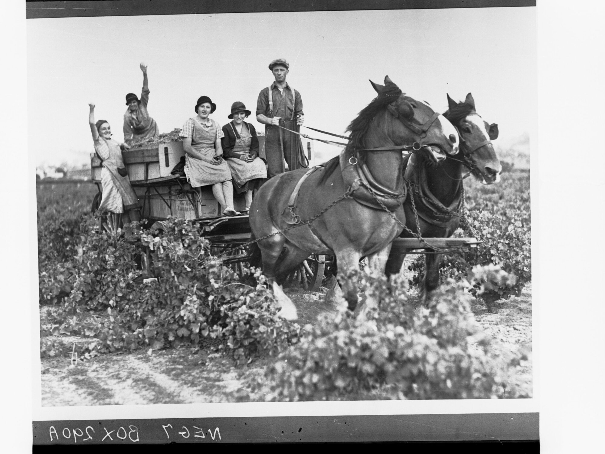 Vineyard Workers