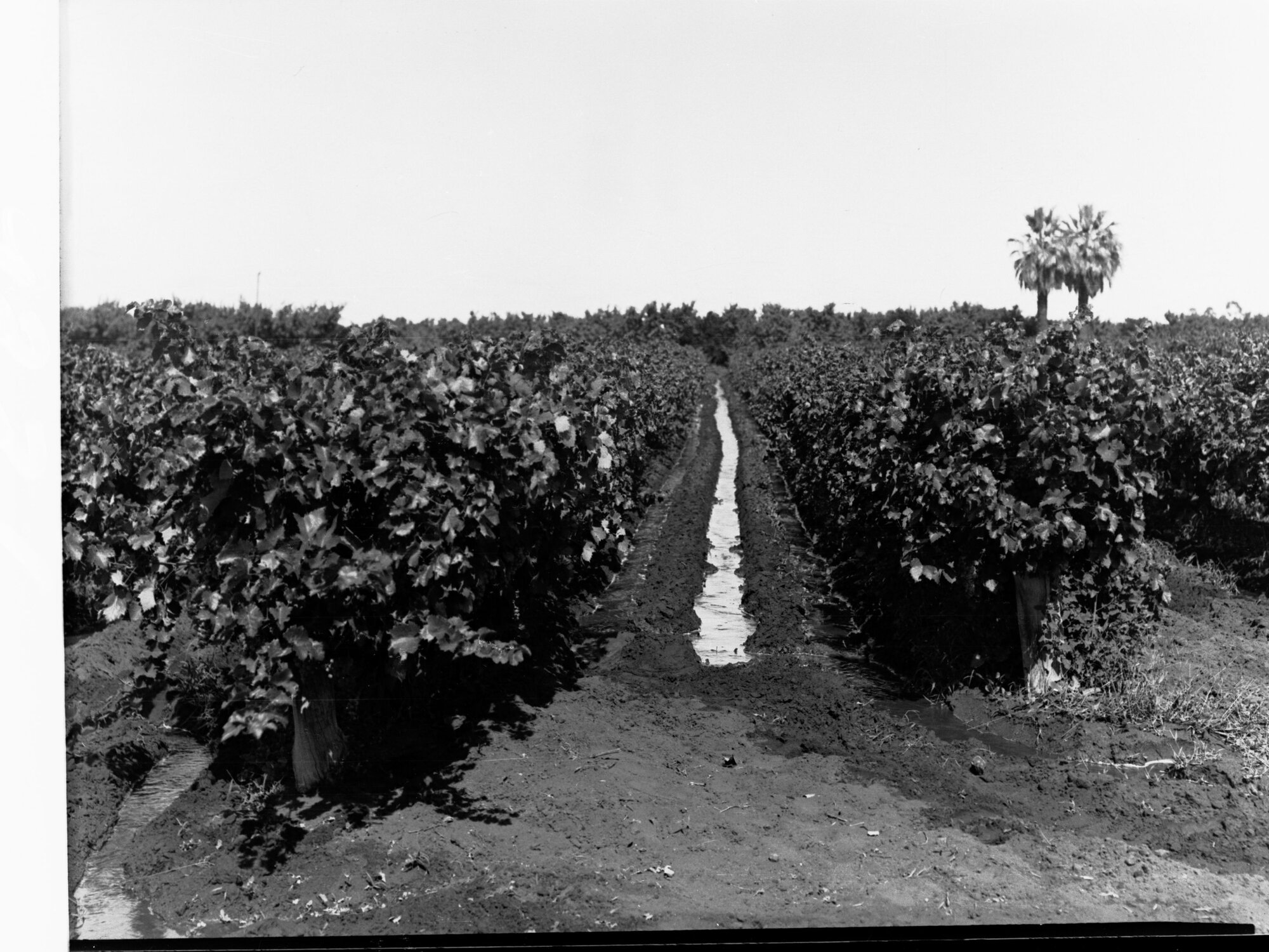 Irrigation channel in Vineyard