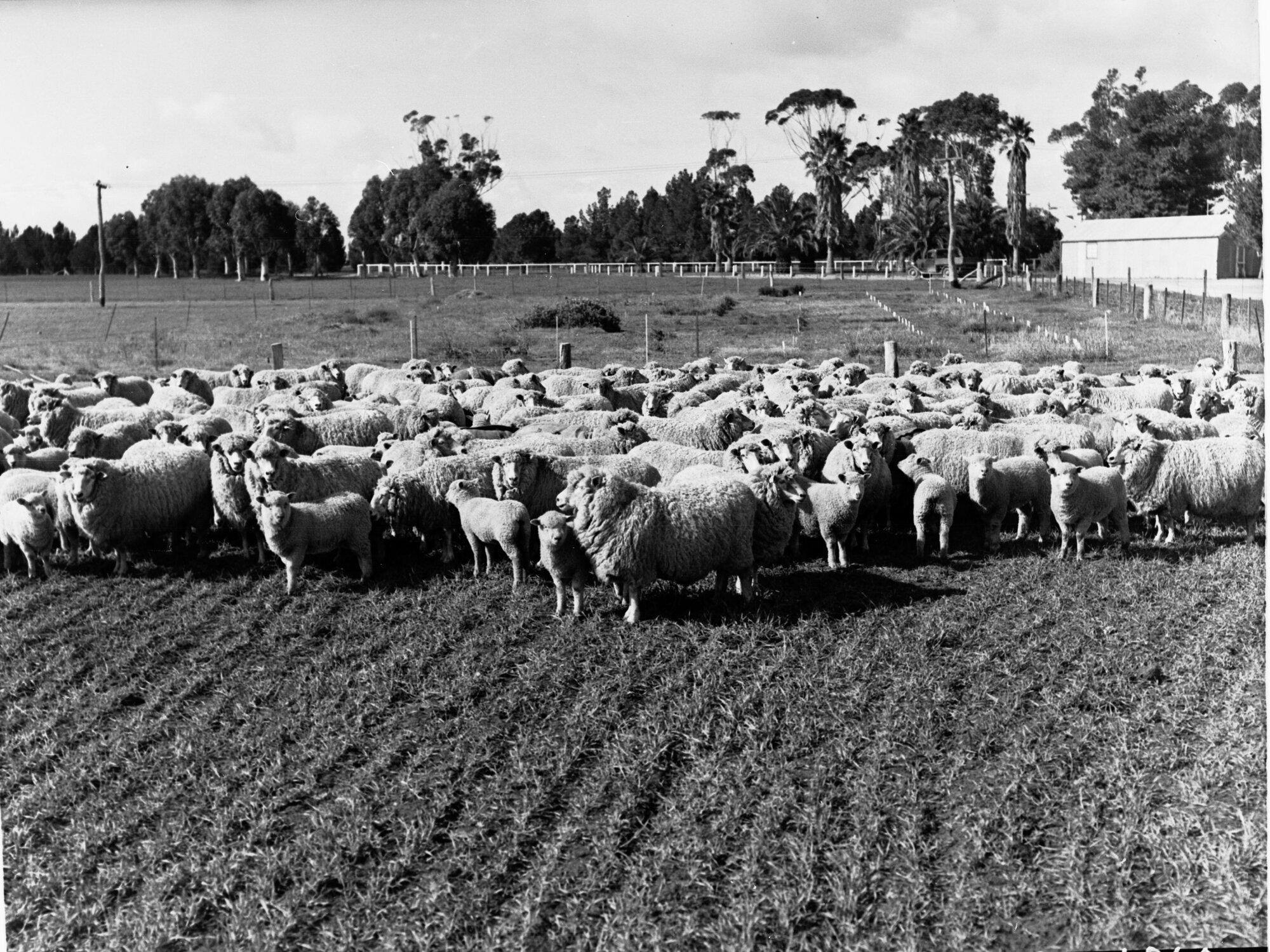 Sheep at Roseworthy Agricultural College